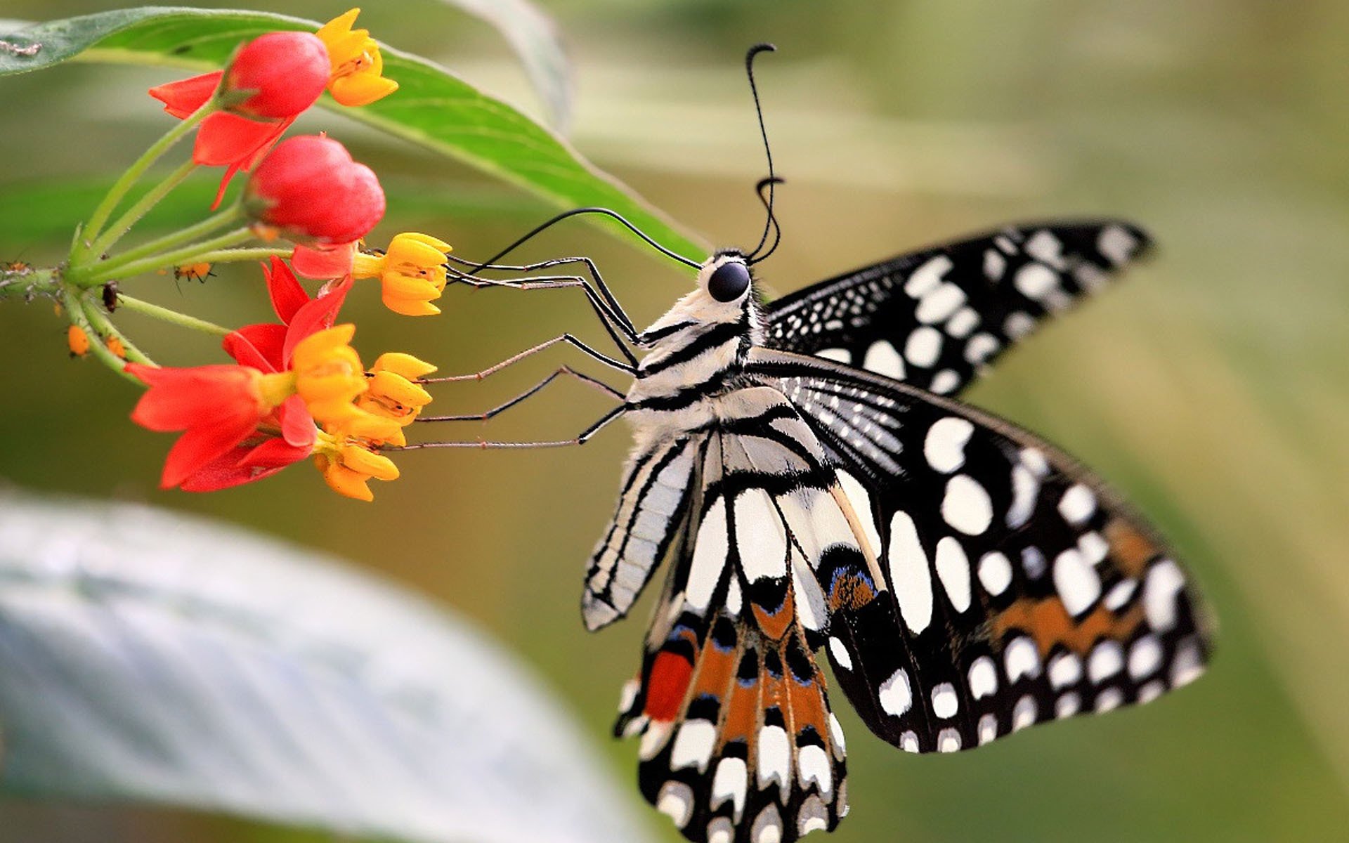 动物,昆虫,蝴蝶