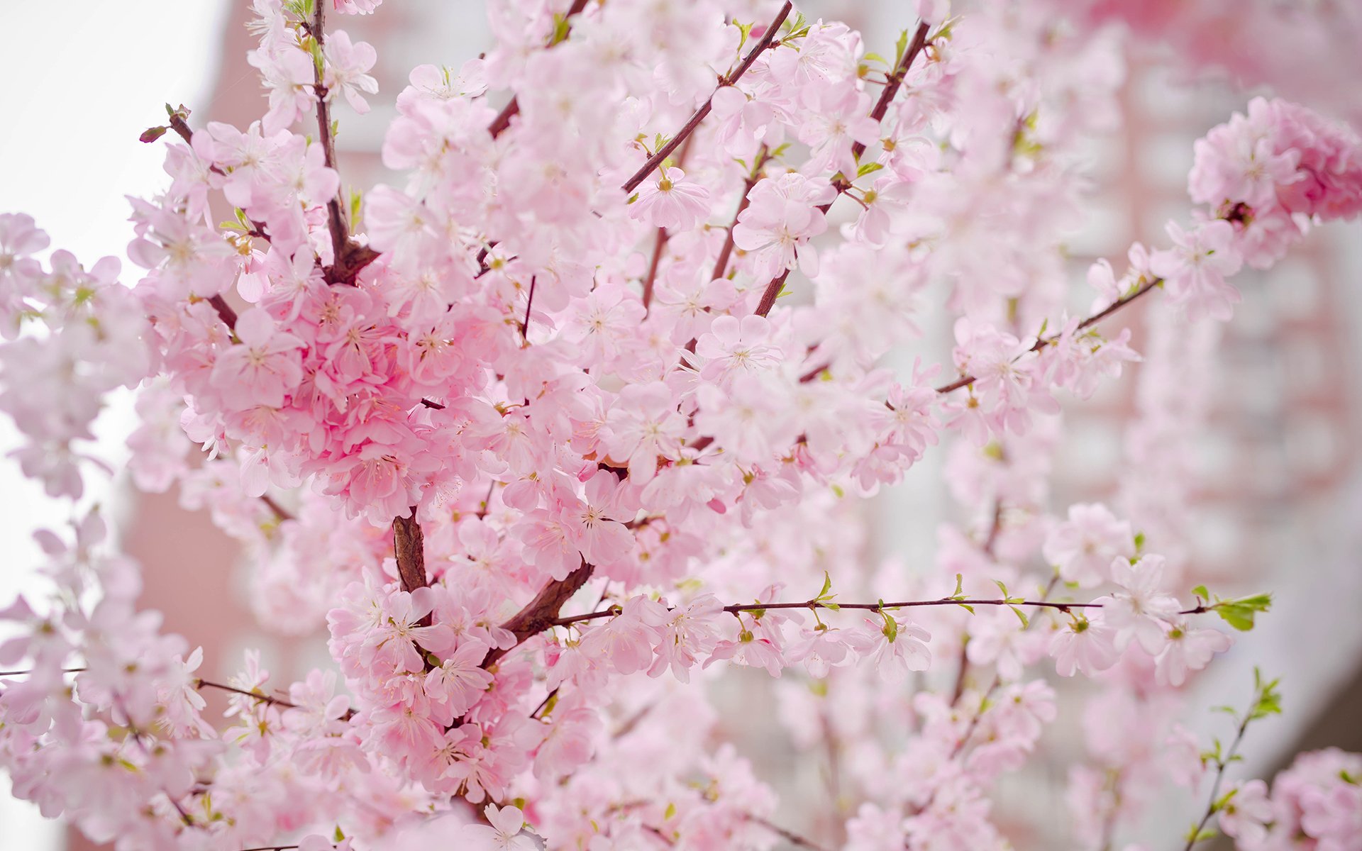 小清新,鸟语花香,桃花,樱花
