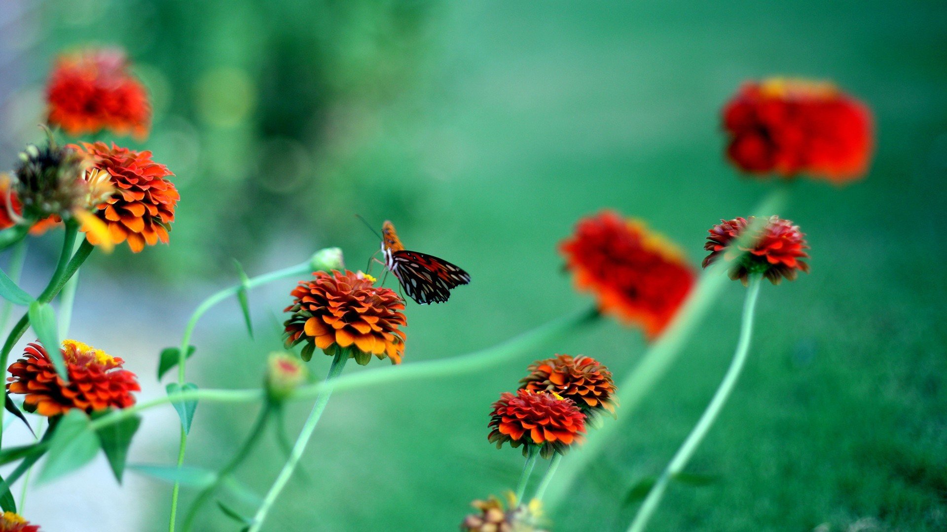 小清新,鸟语花香