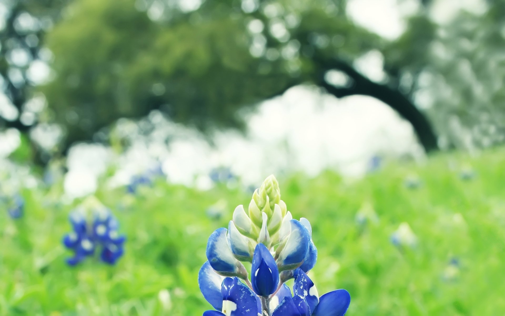 小清新,鸟语花香