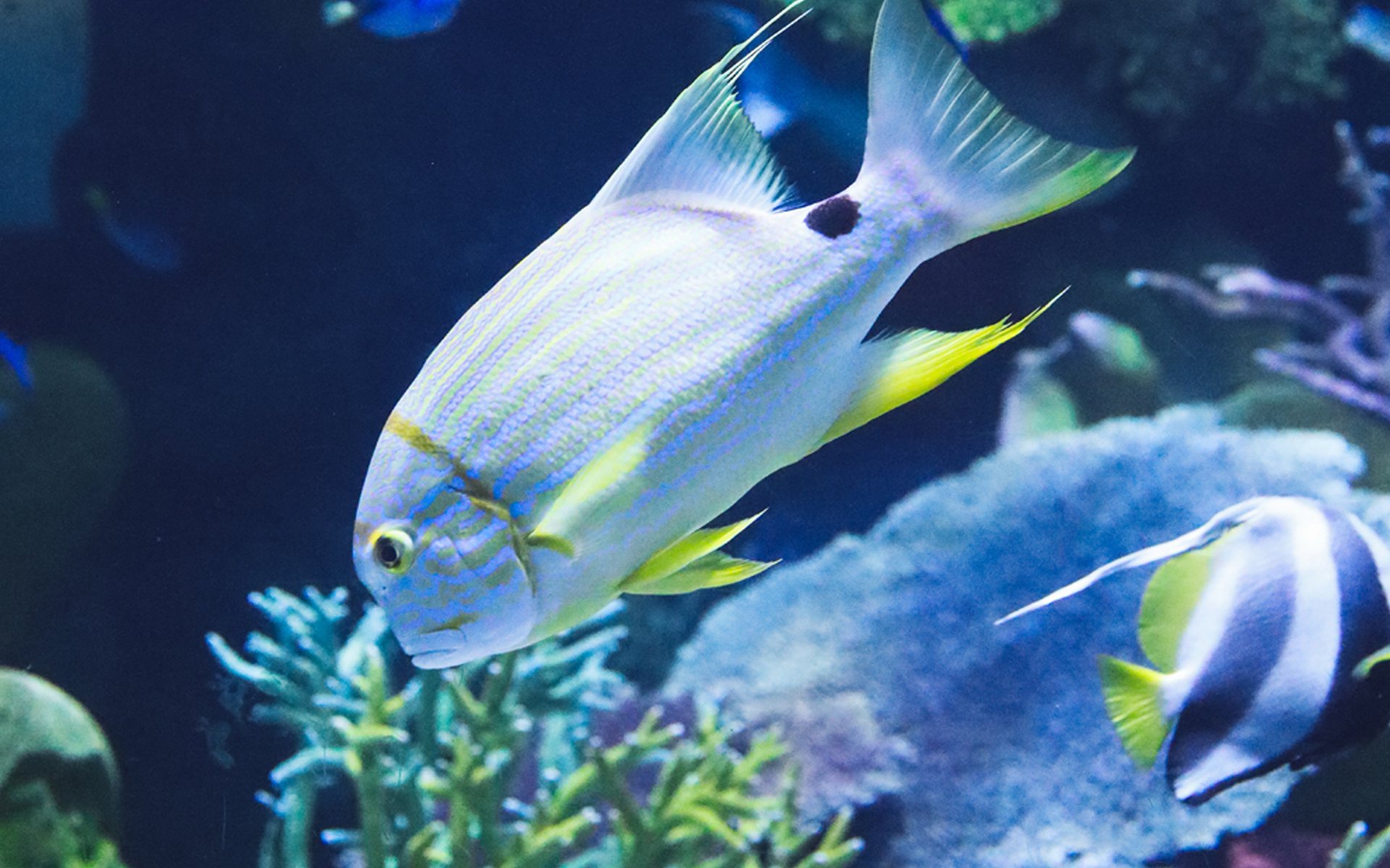 动物,海底世界,鱼