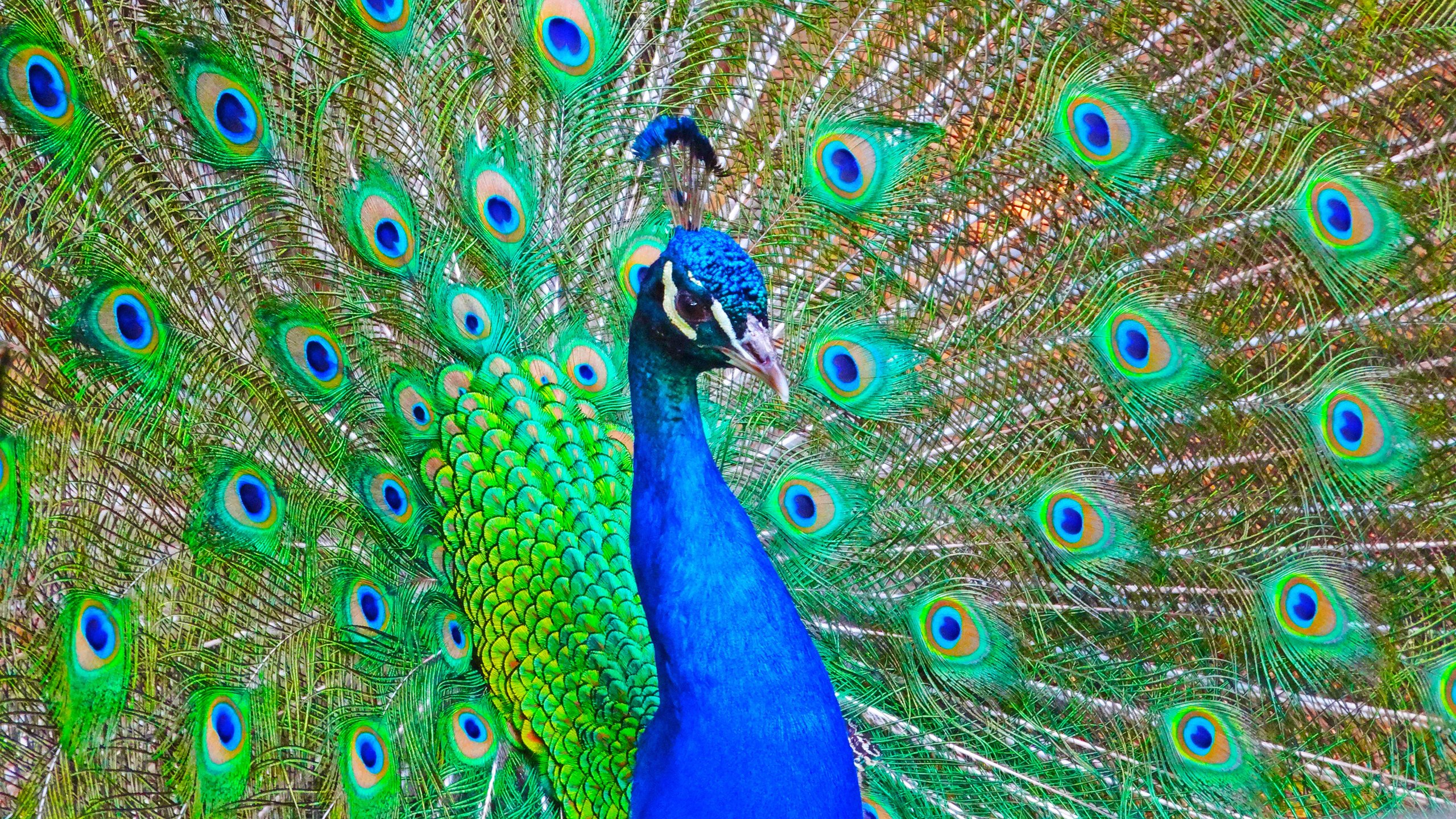 动物,小鸟天地,孔雀