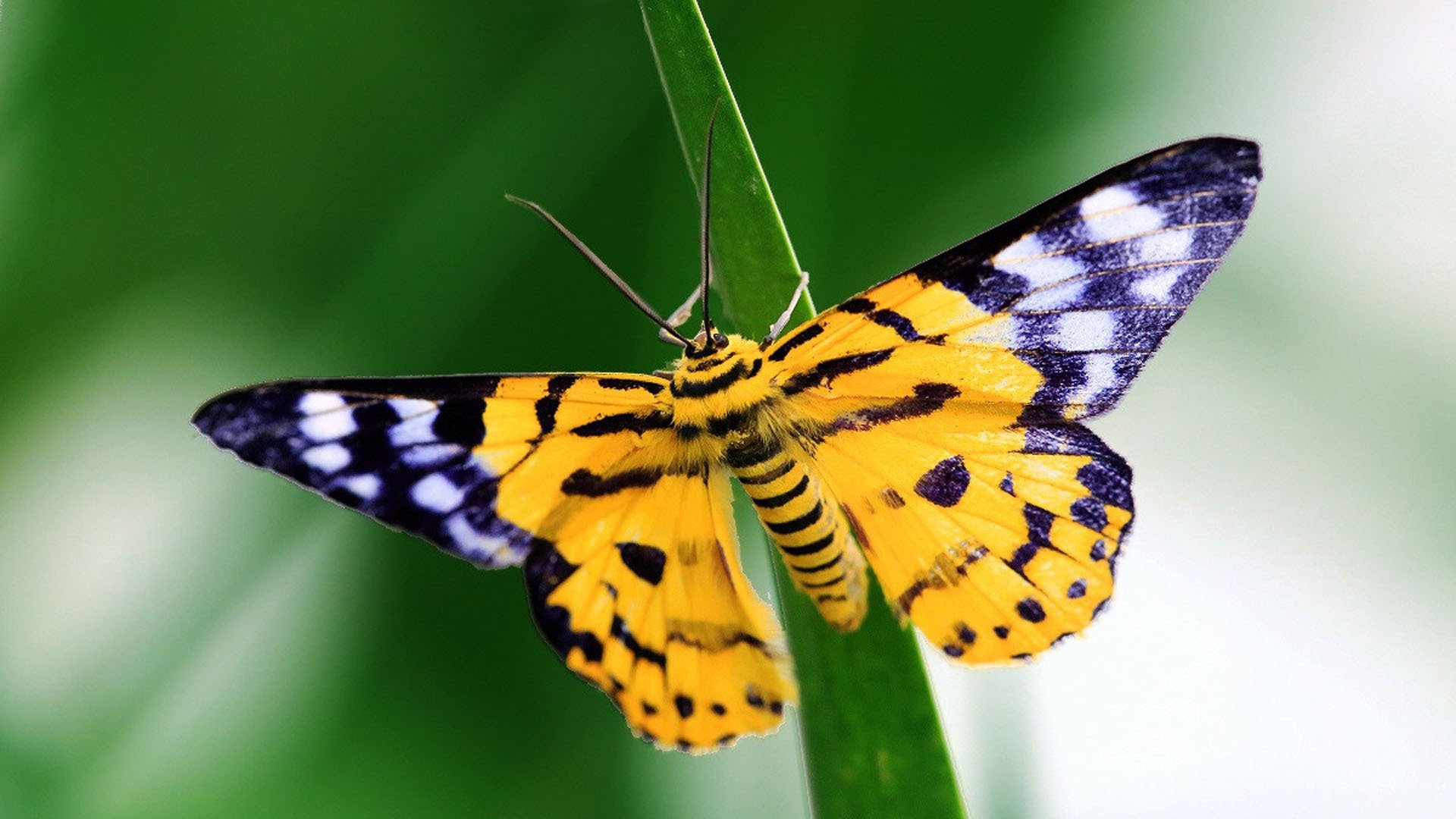 动物,昆虫,蝴蝶