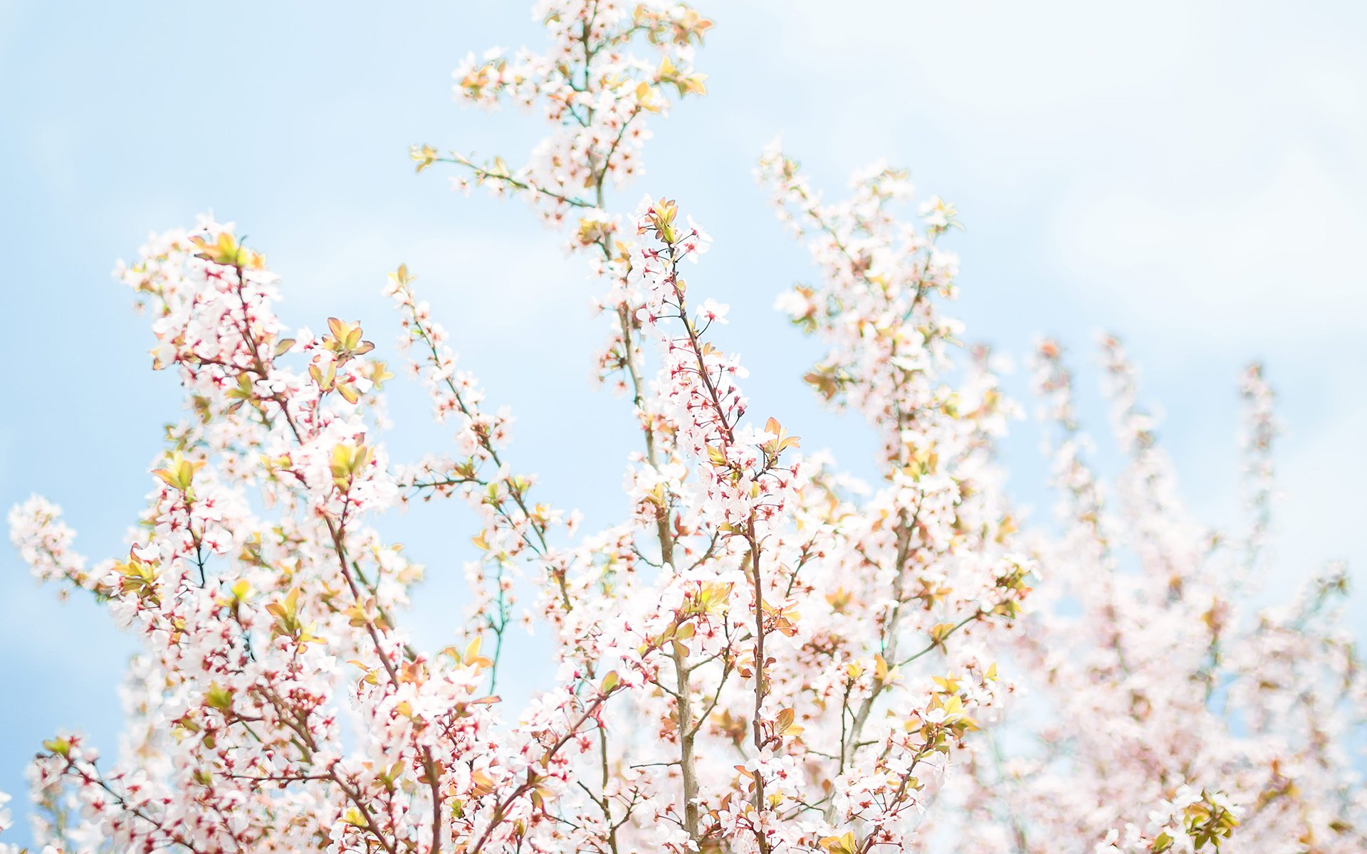 小清新,鸟语花香