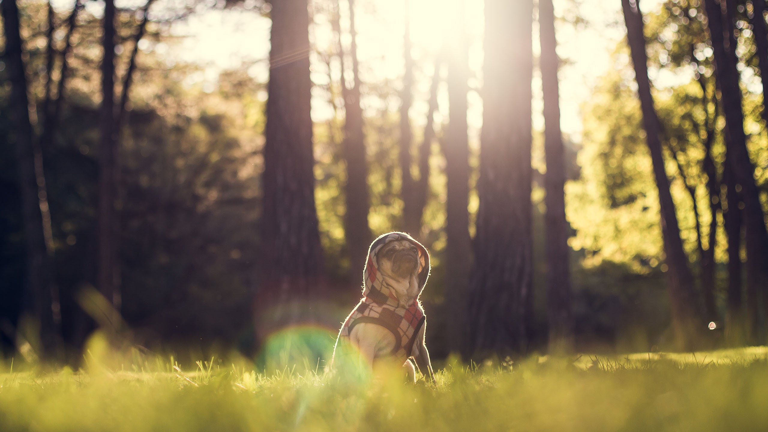 萌宠,动物,狗,汪星人