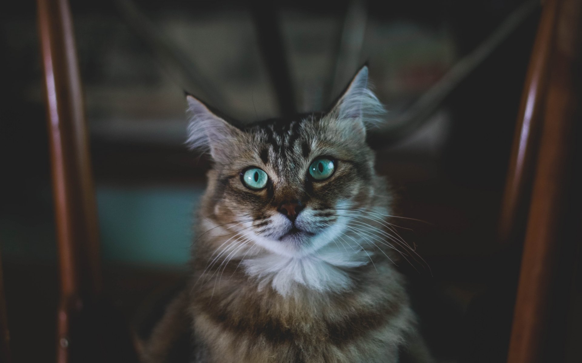 萌宠,动物,喵星人,猫