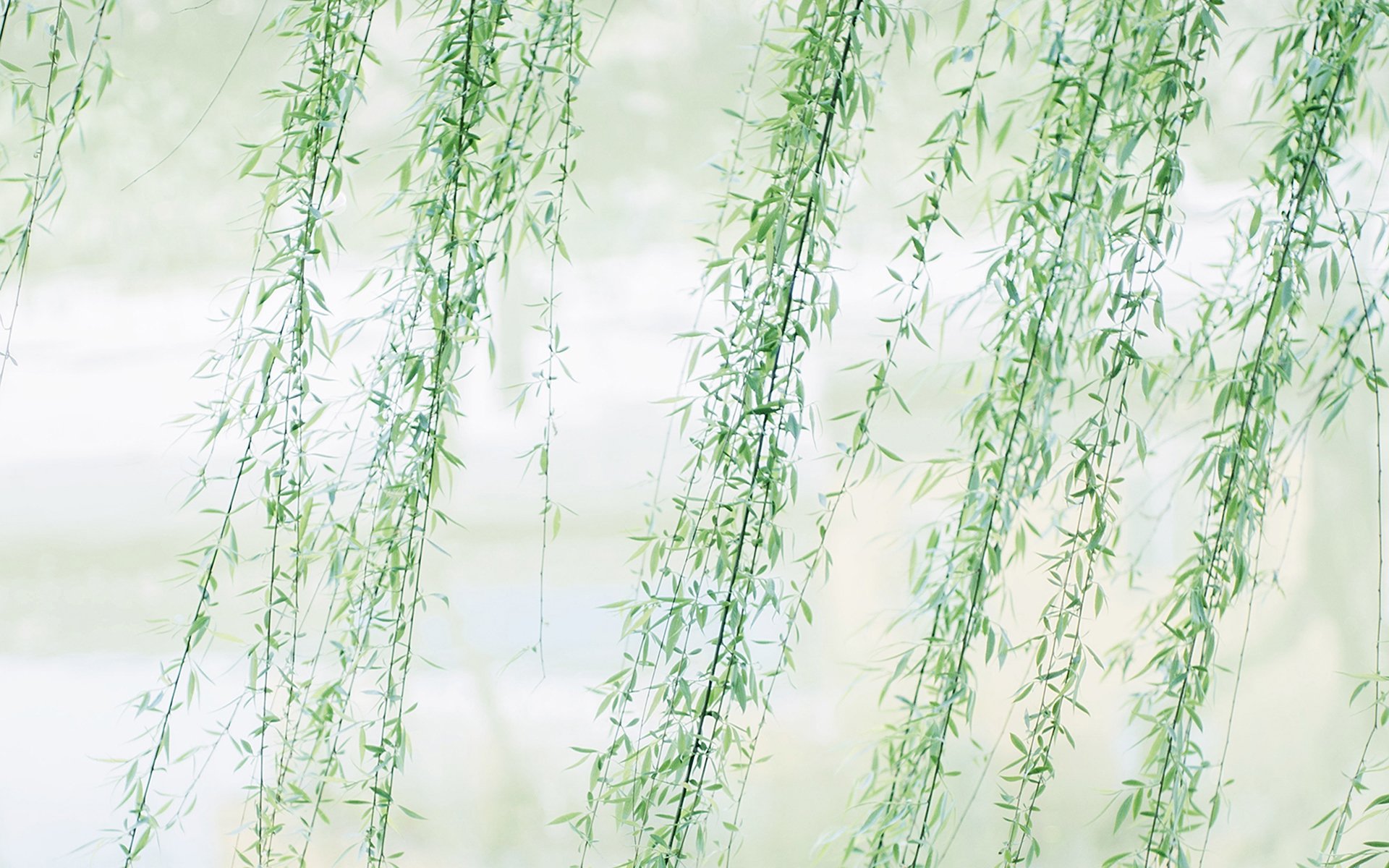 小清新,鸟语花香