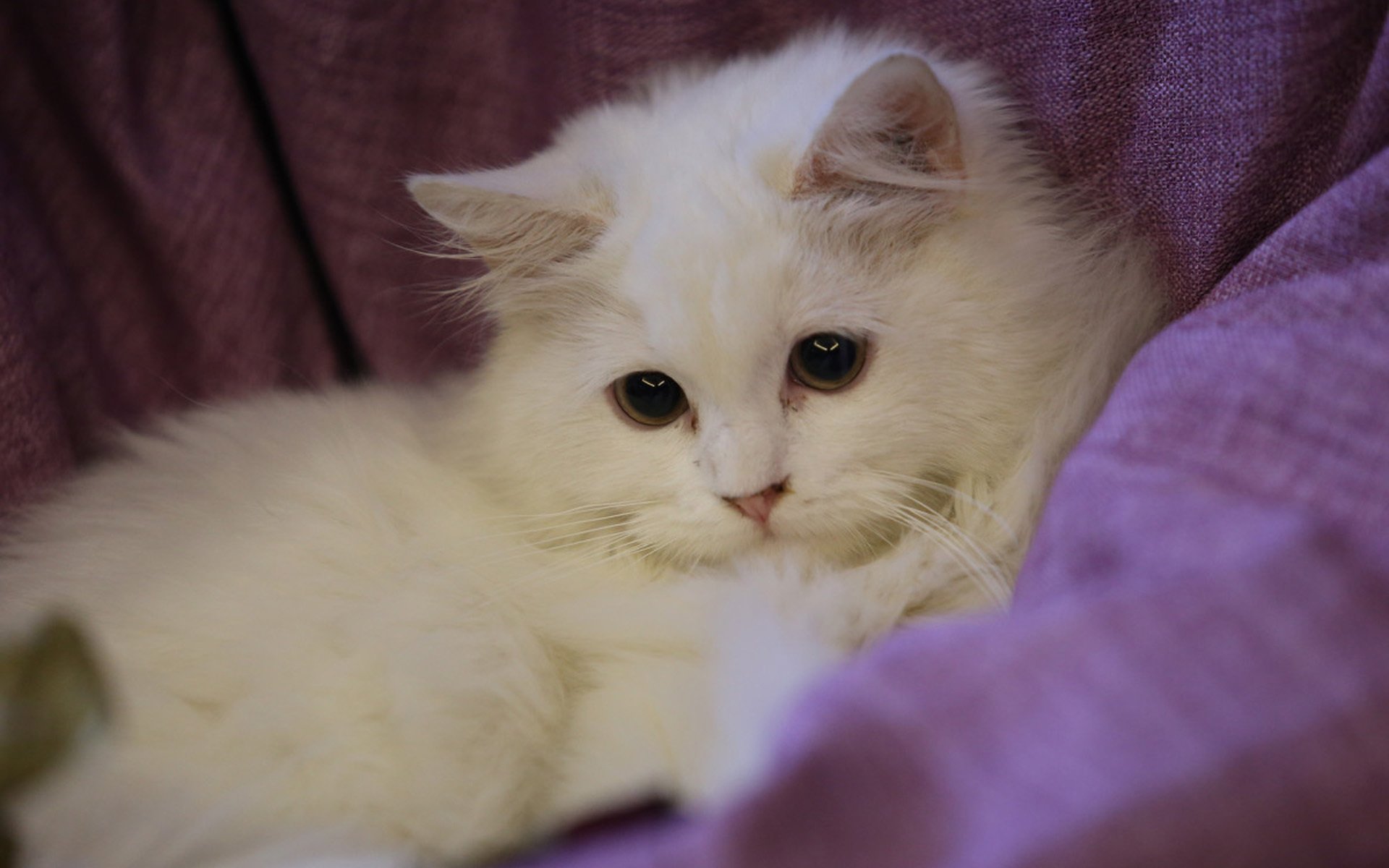 萌宠,动物,喵星人,猫