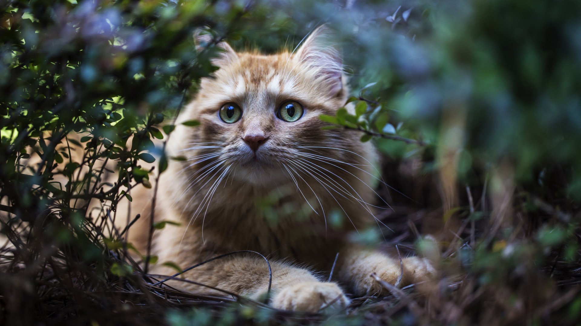 萌宠,动物,猫,喵星人