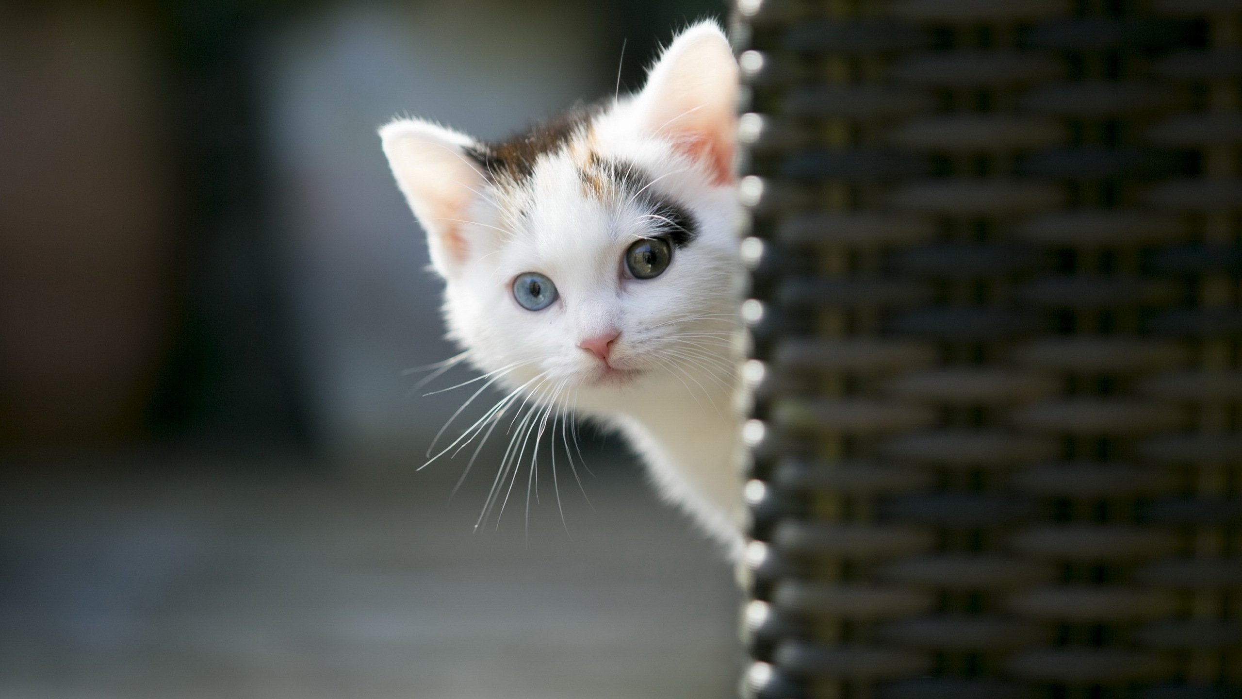 萌宠,动物,猫,喵星人