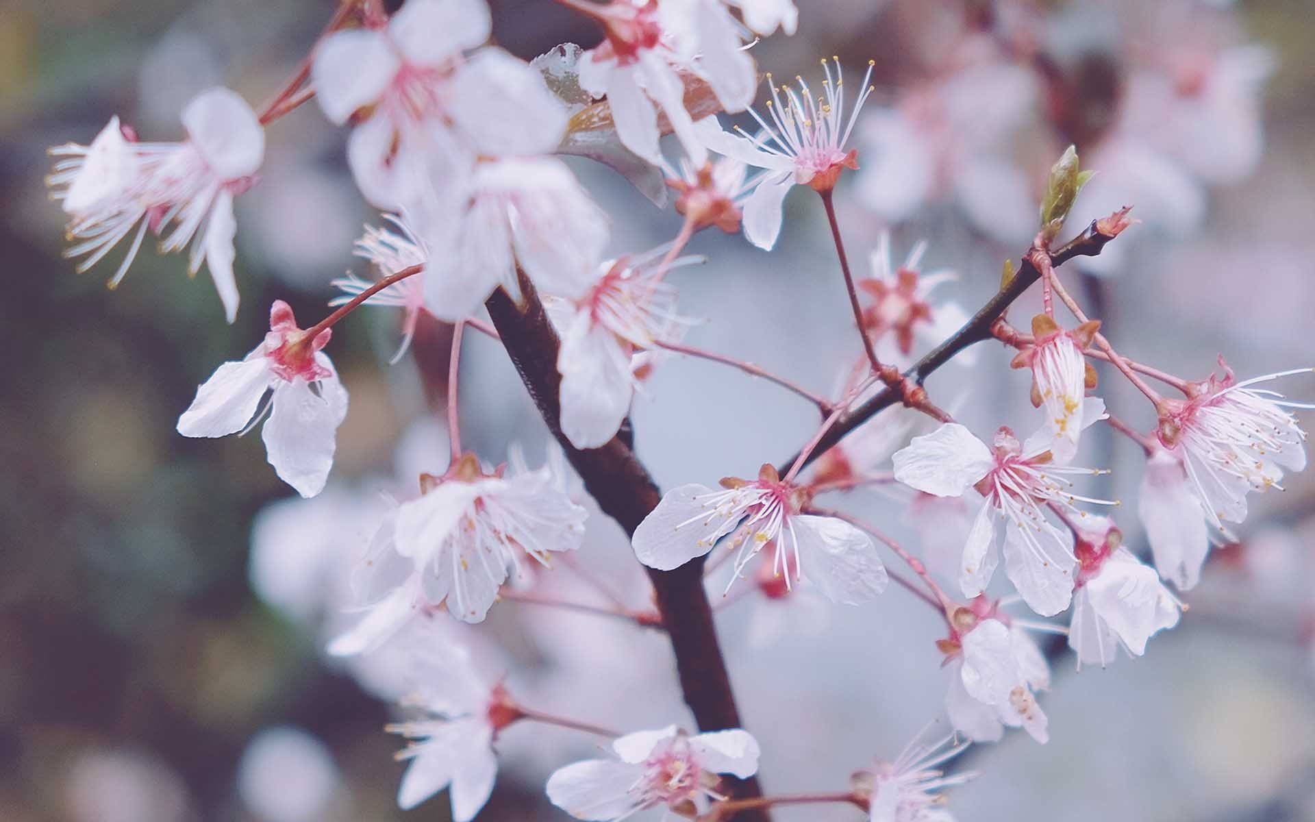 小清新,鸟语花香