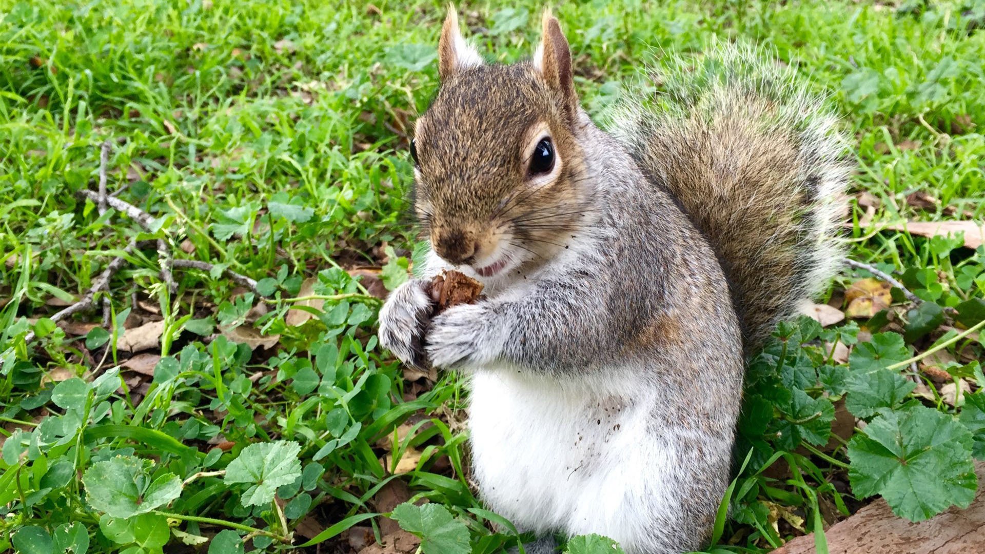 动物,野生动物,松鼠