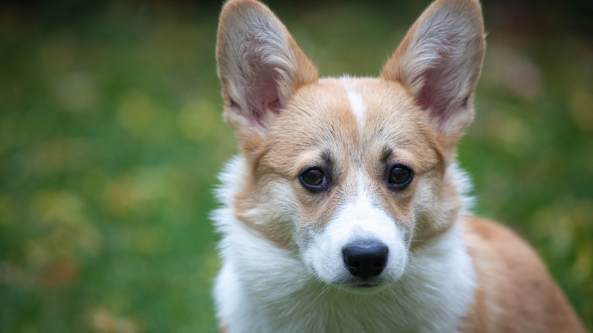 萌宠,动物,狗,汪星人,柯基