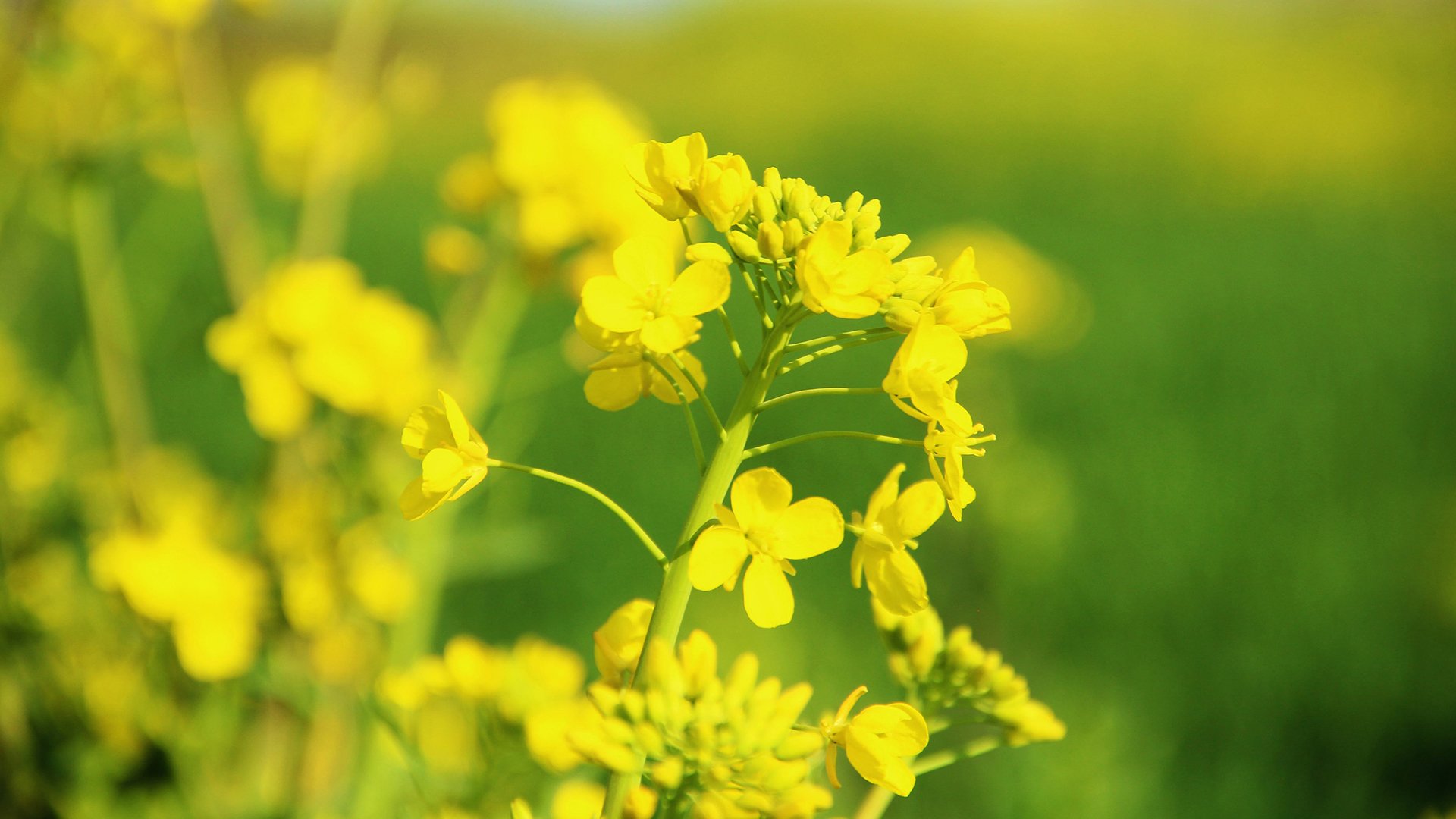 风景,油菜花,春意盎然