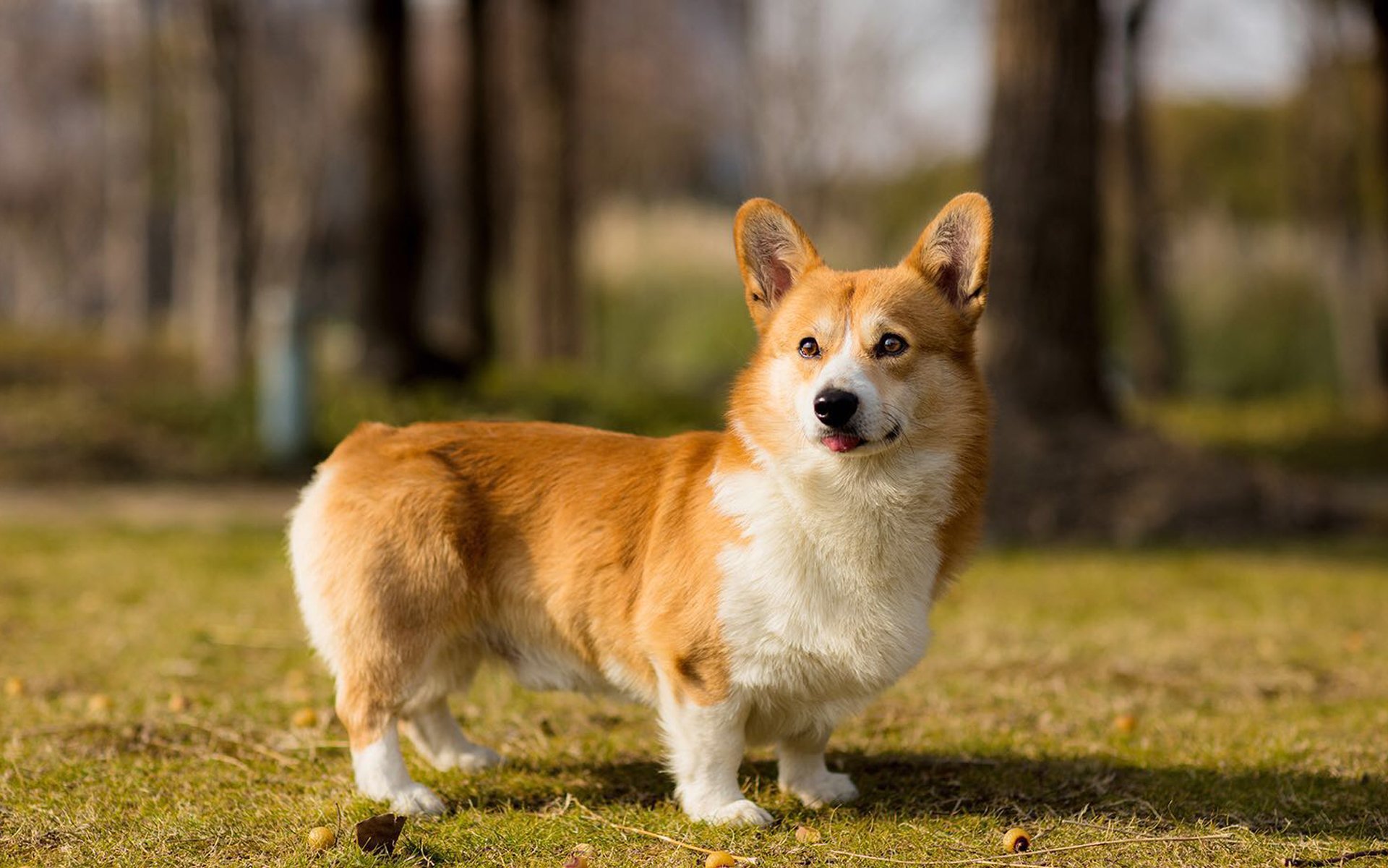 萌宠,动物,汪星人,柯基