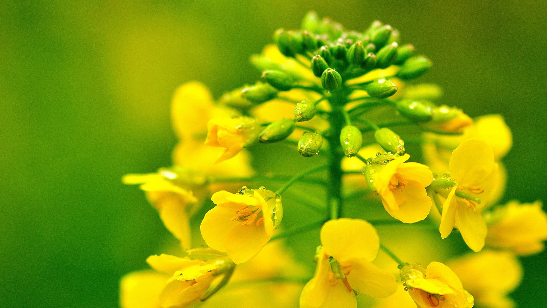 风景,油菜花,春意盎然