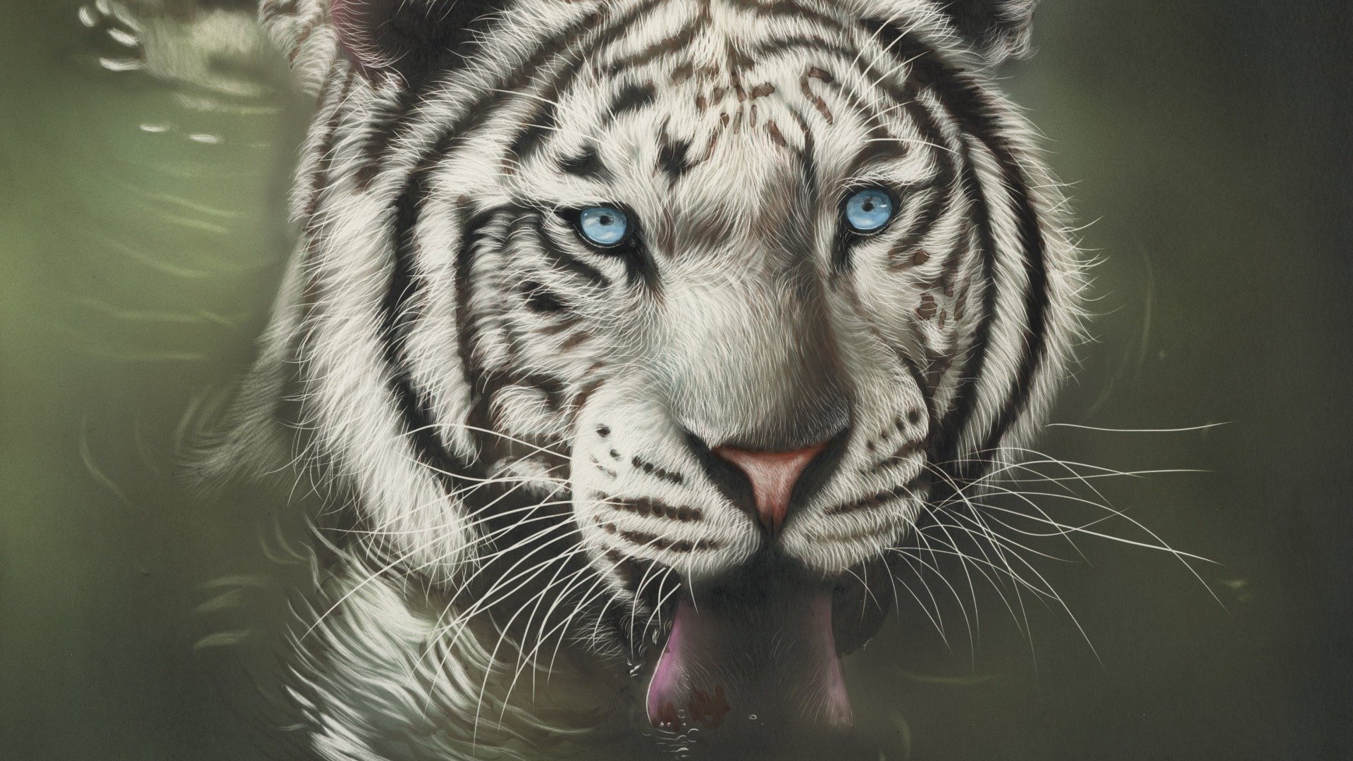 动物,老虎,白虎,野生动物