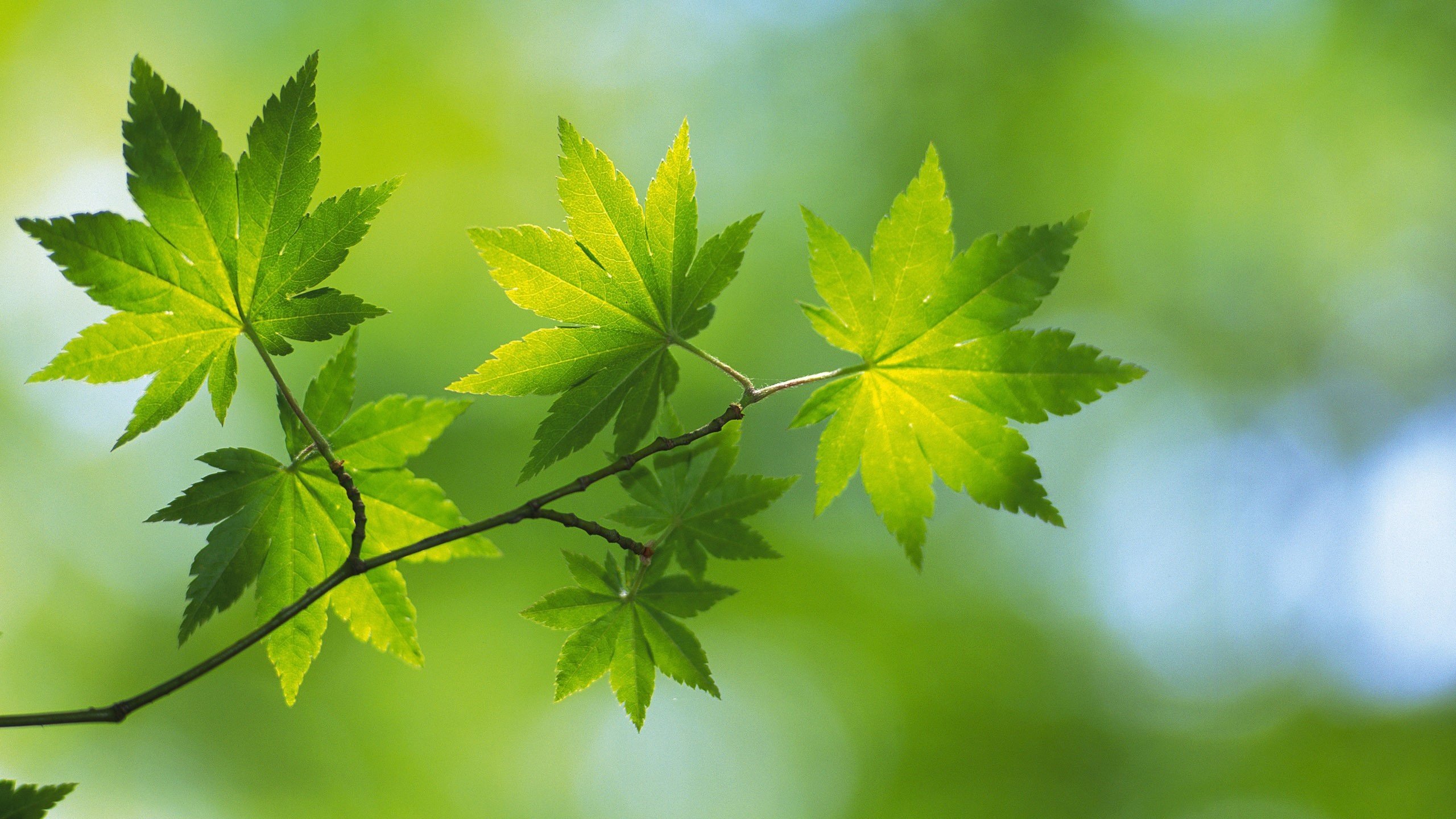 小清新,2K,护眼壁纸