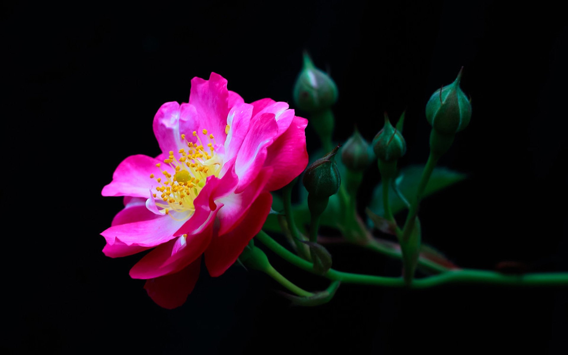 小清新,娇艳欲滴,蔷薇花