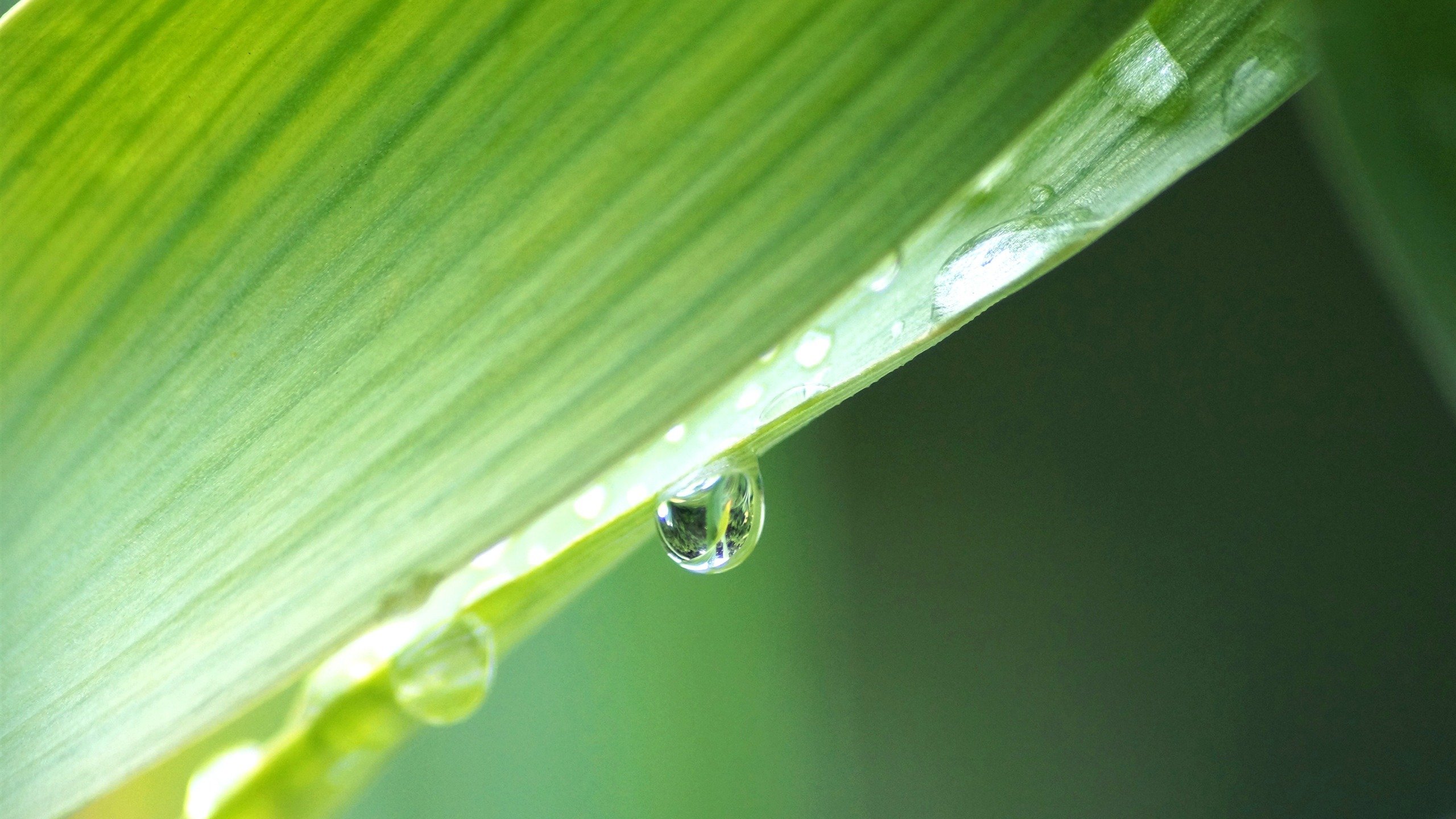 小清新,护眼壁纸,露珠,绿叶