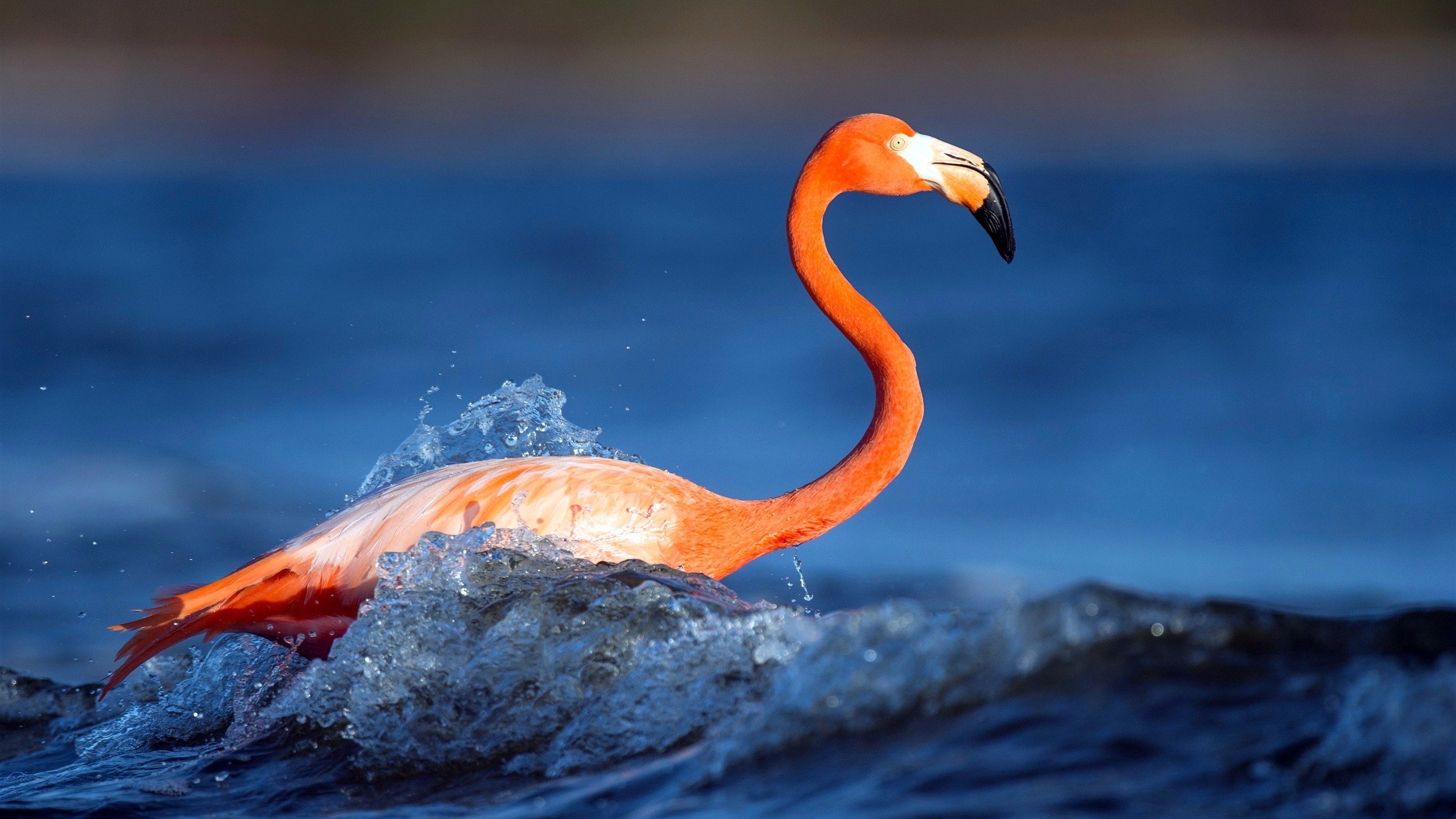 野生动物,2K,火烈鸟