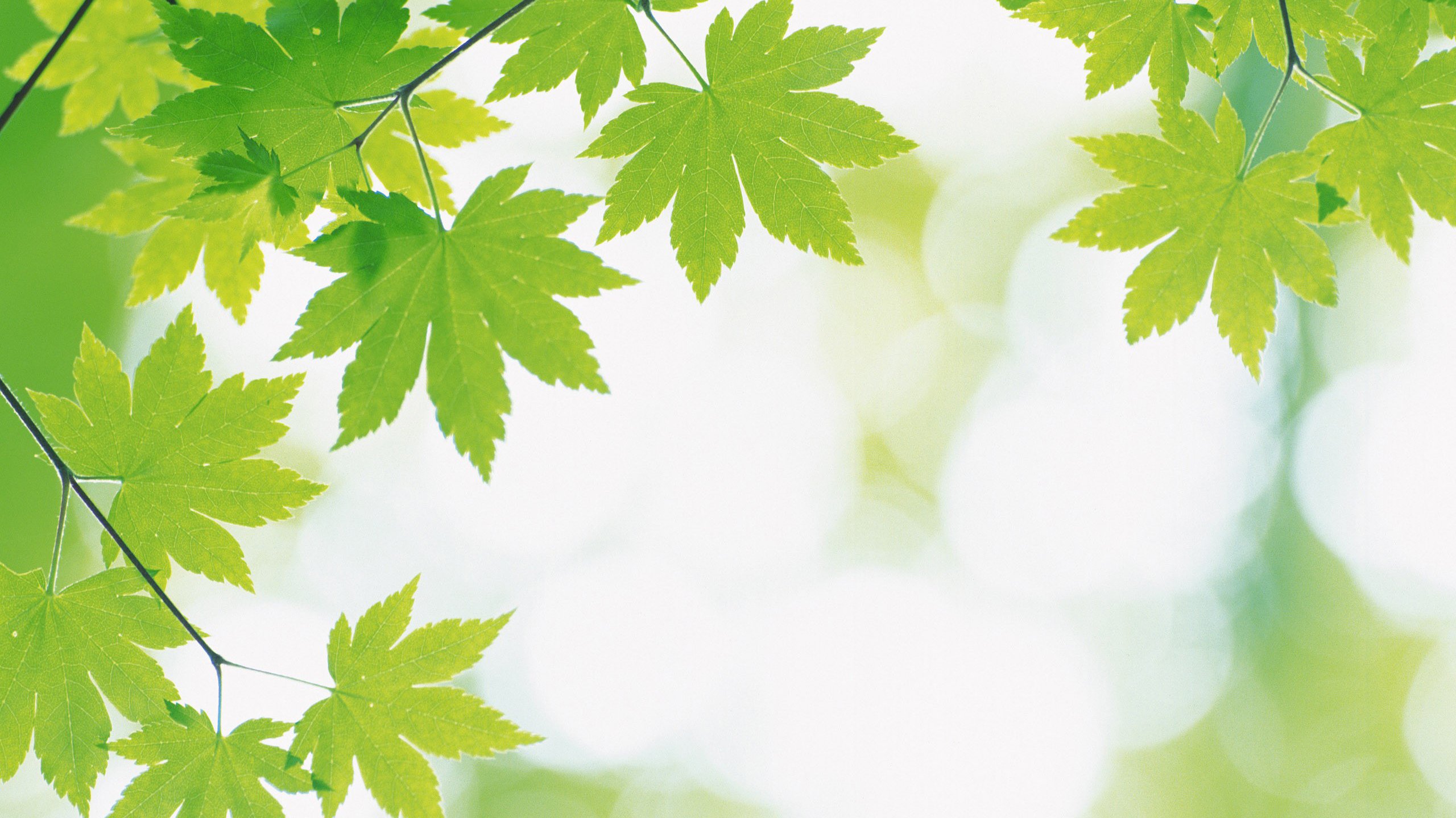 小清新,2K,护眼壁纸,枫叶