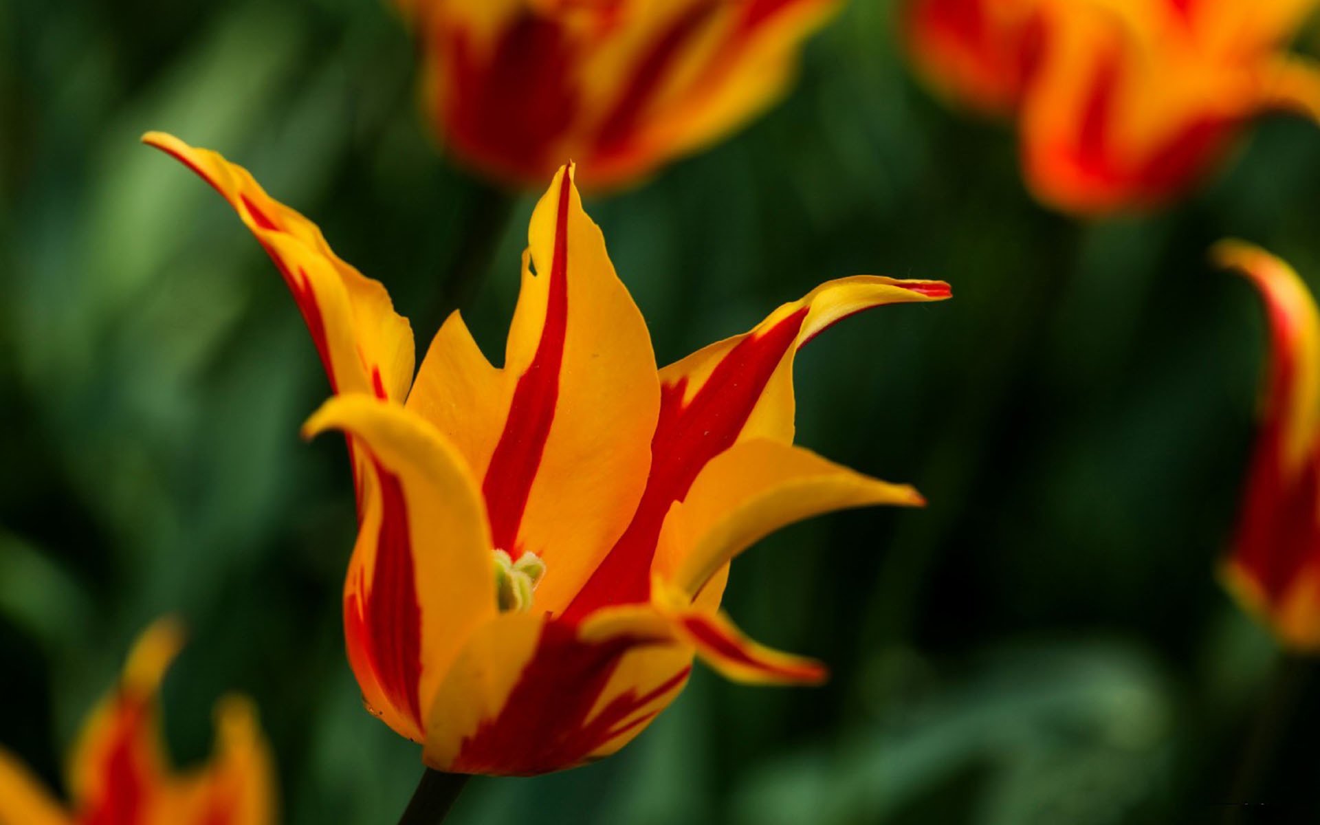 小清新,娇艳欲滴,郁金香