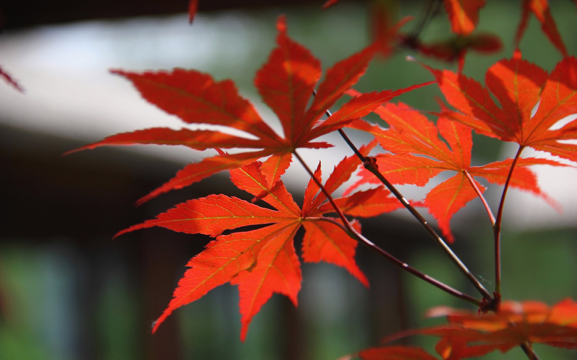 小清新,清新淡雅,枫叶