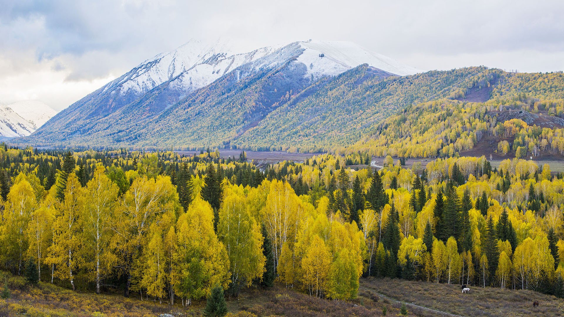 风景,自然风光,喀纳斯,森林