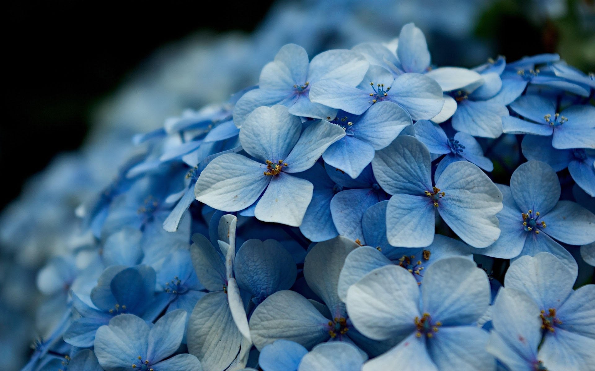 小清新,清新淡雅,花朵,花丛