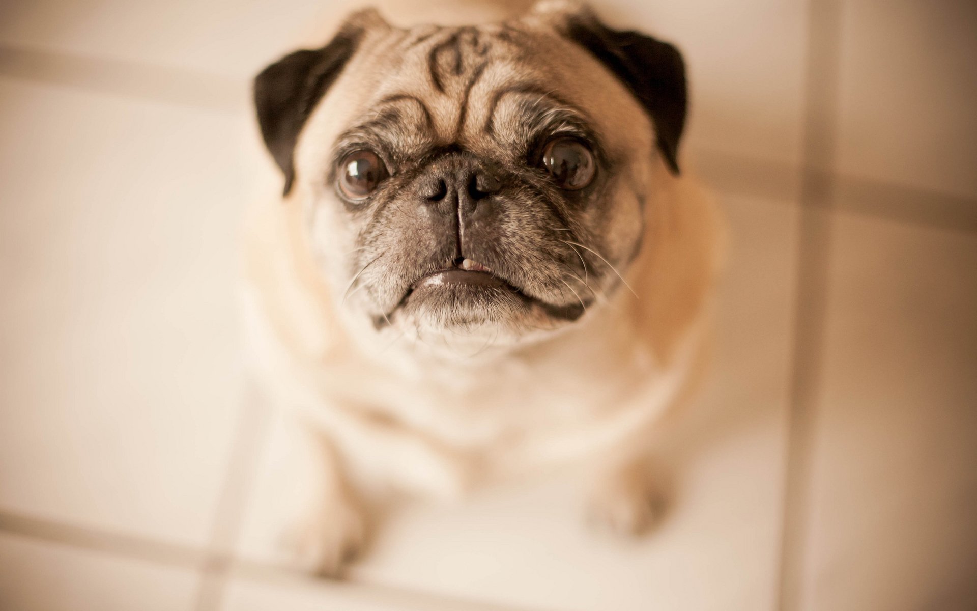 萌宠动物,汪星人,巴哥,舔屏