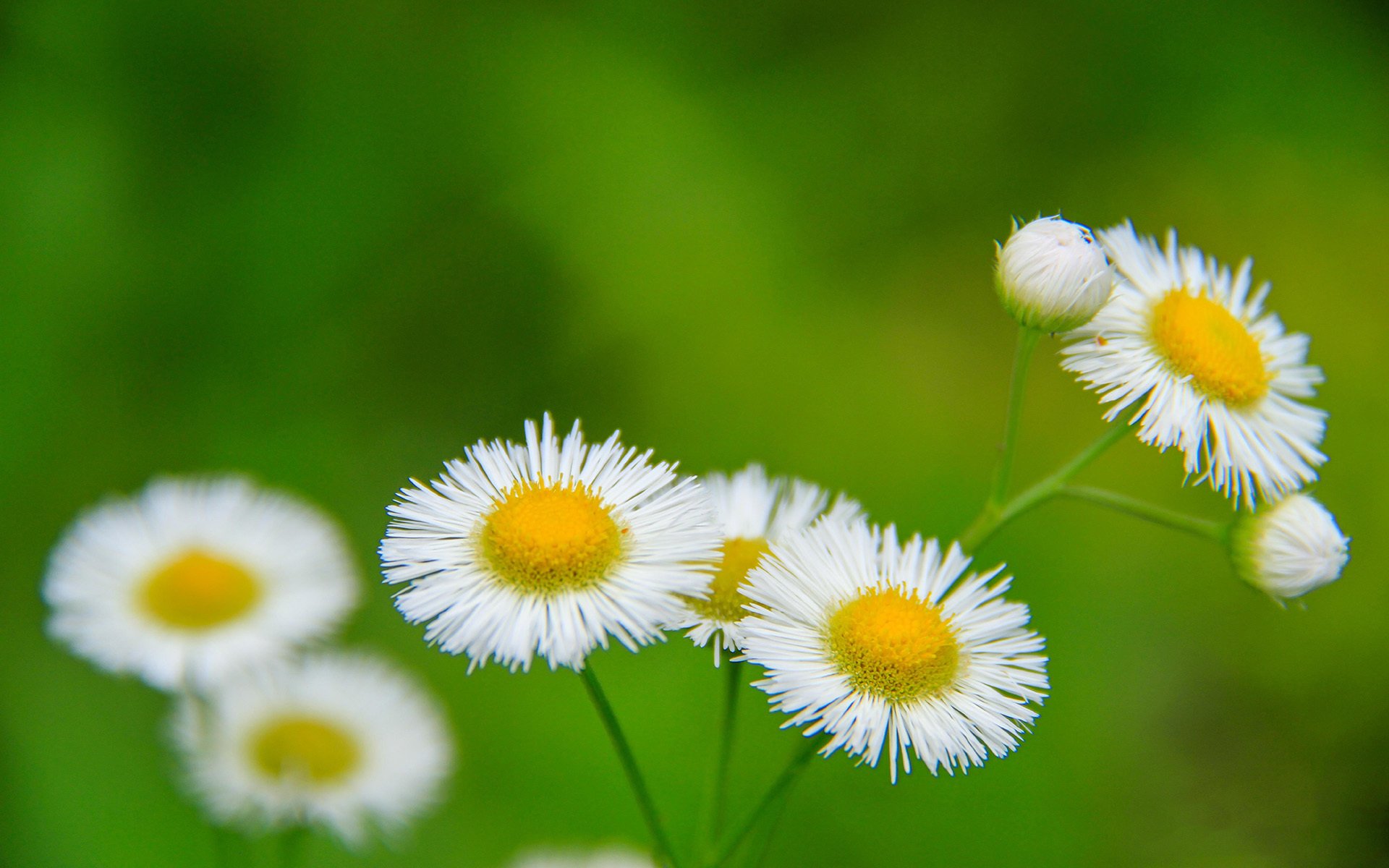 小清新,白色小花
