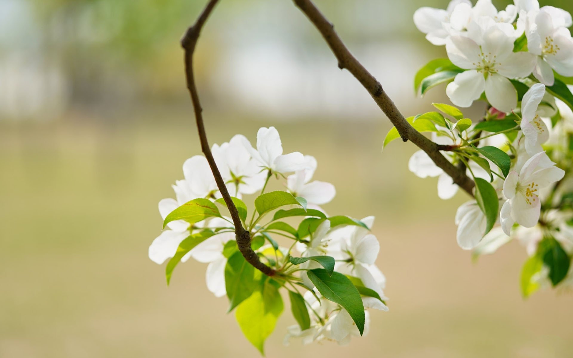 小清新,鸟语花香,海棠花