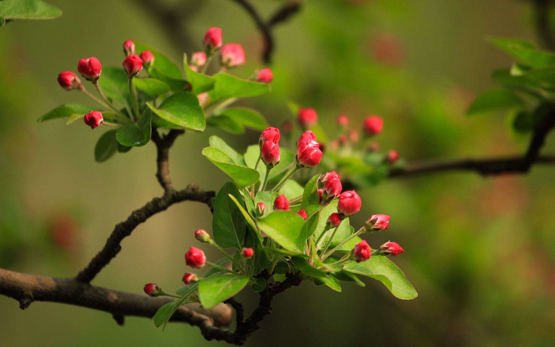 小清新,鸟语花香,海棠花骨朵