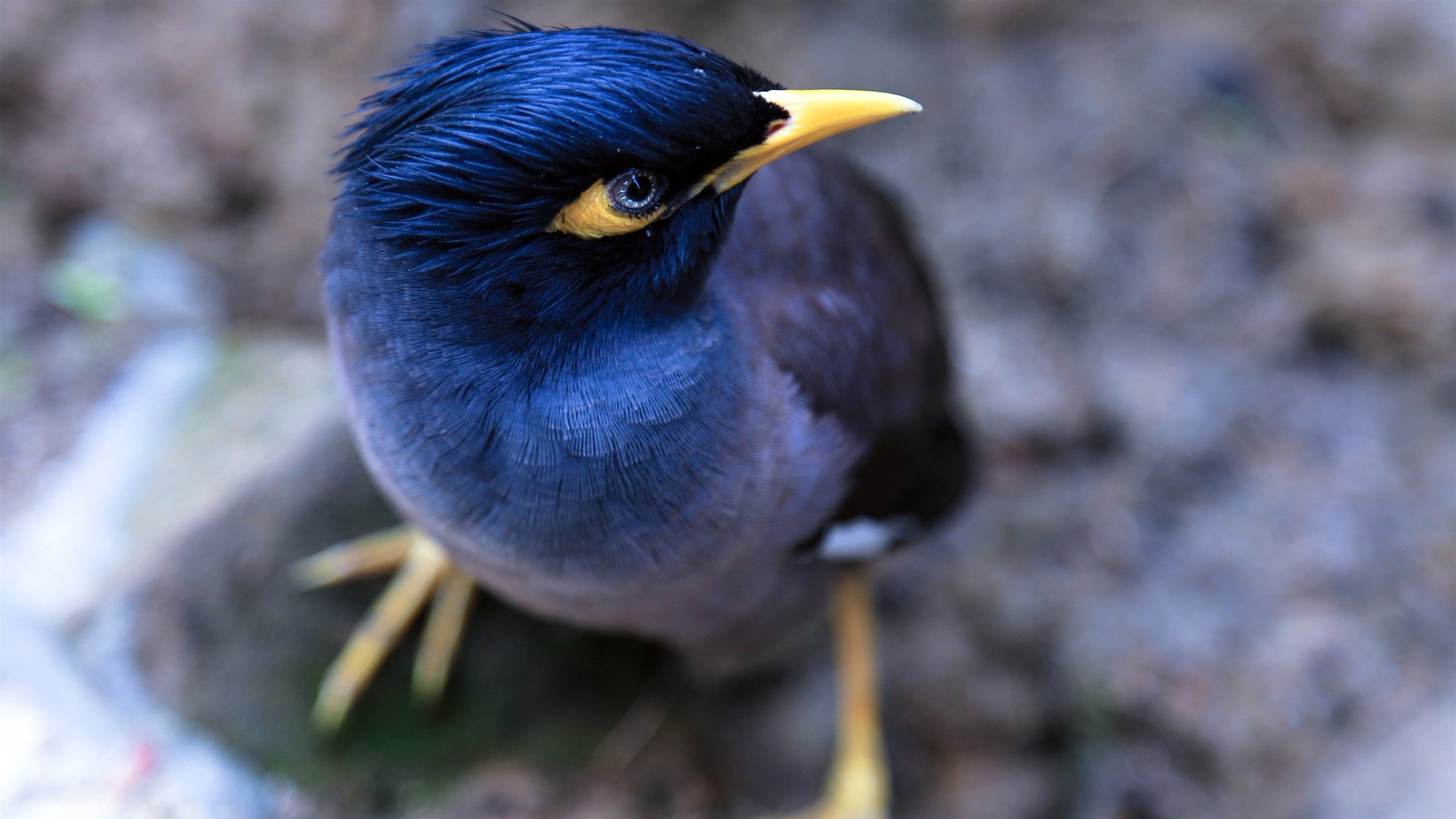 动物,小鸟天地,鸟