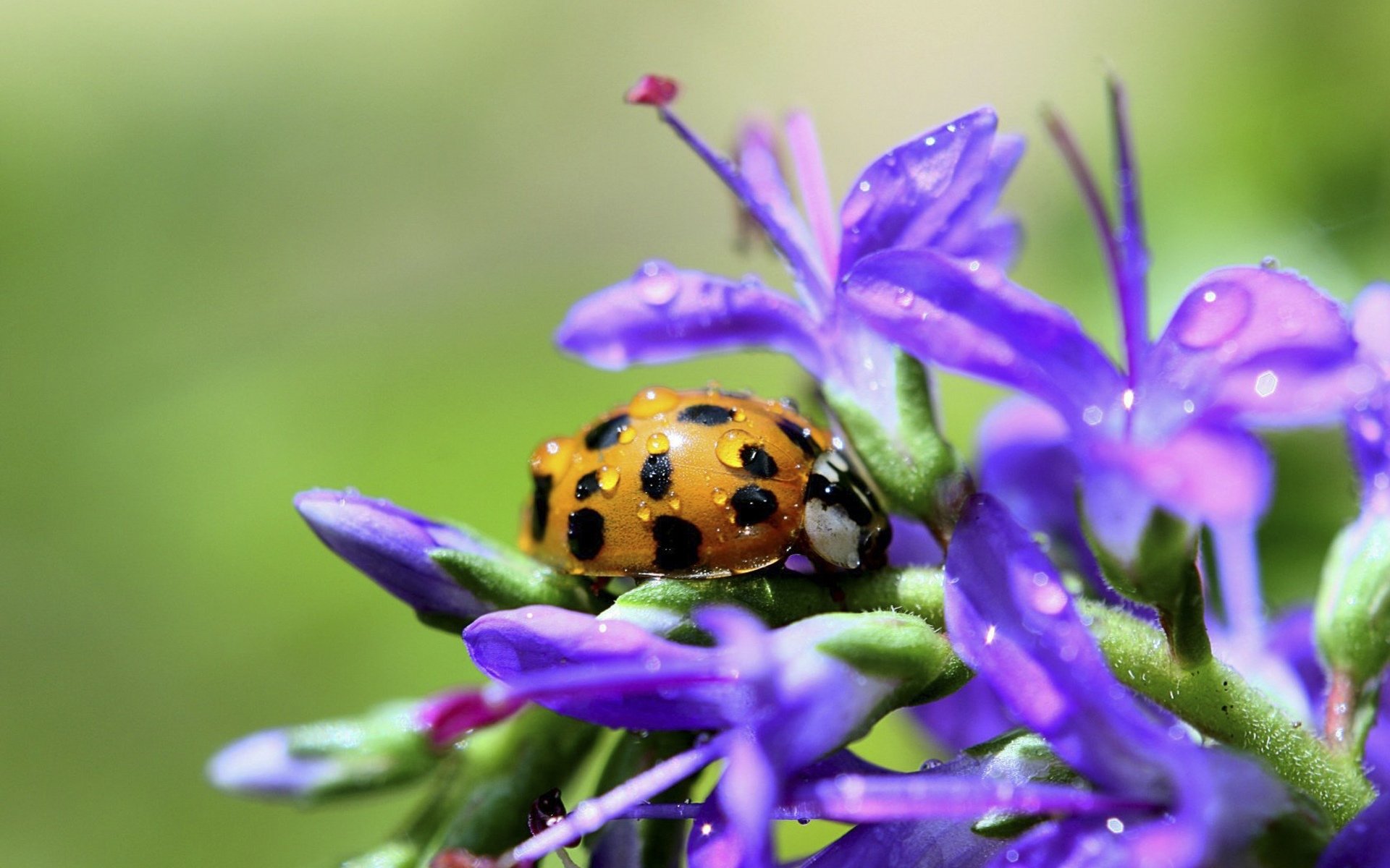 艳艳夏日,花中瓢虫