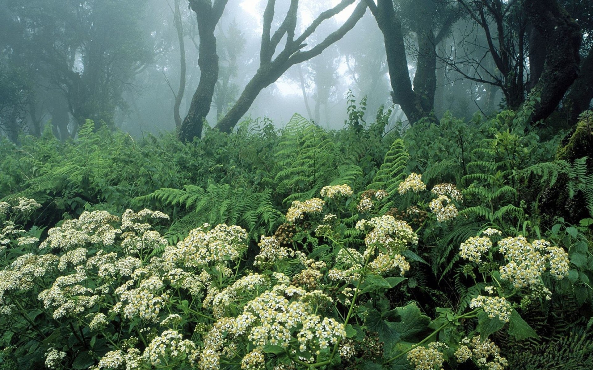 自然风光,迷雾森林