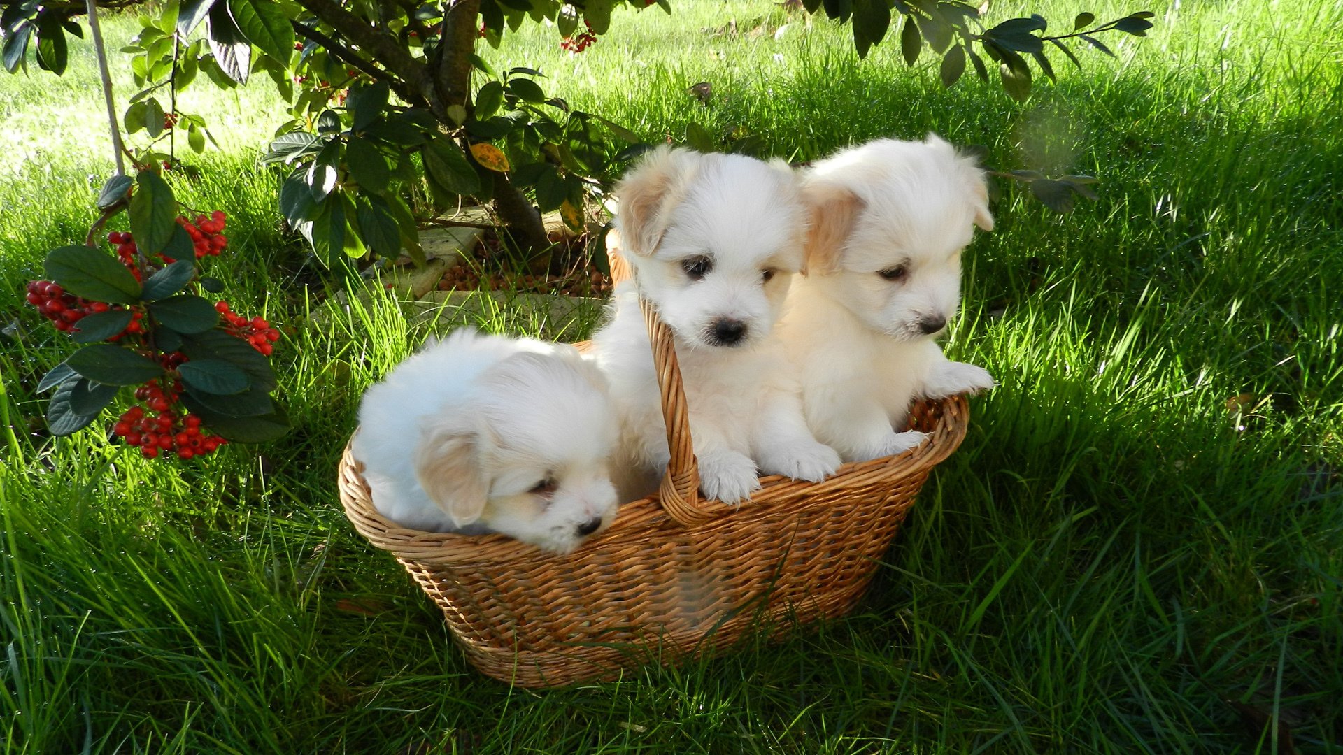 三只小汪,汪星人