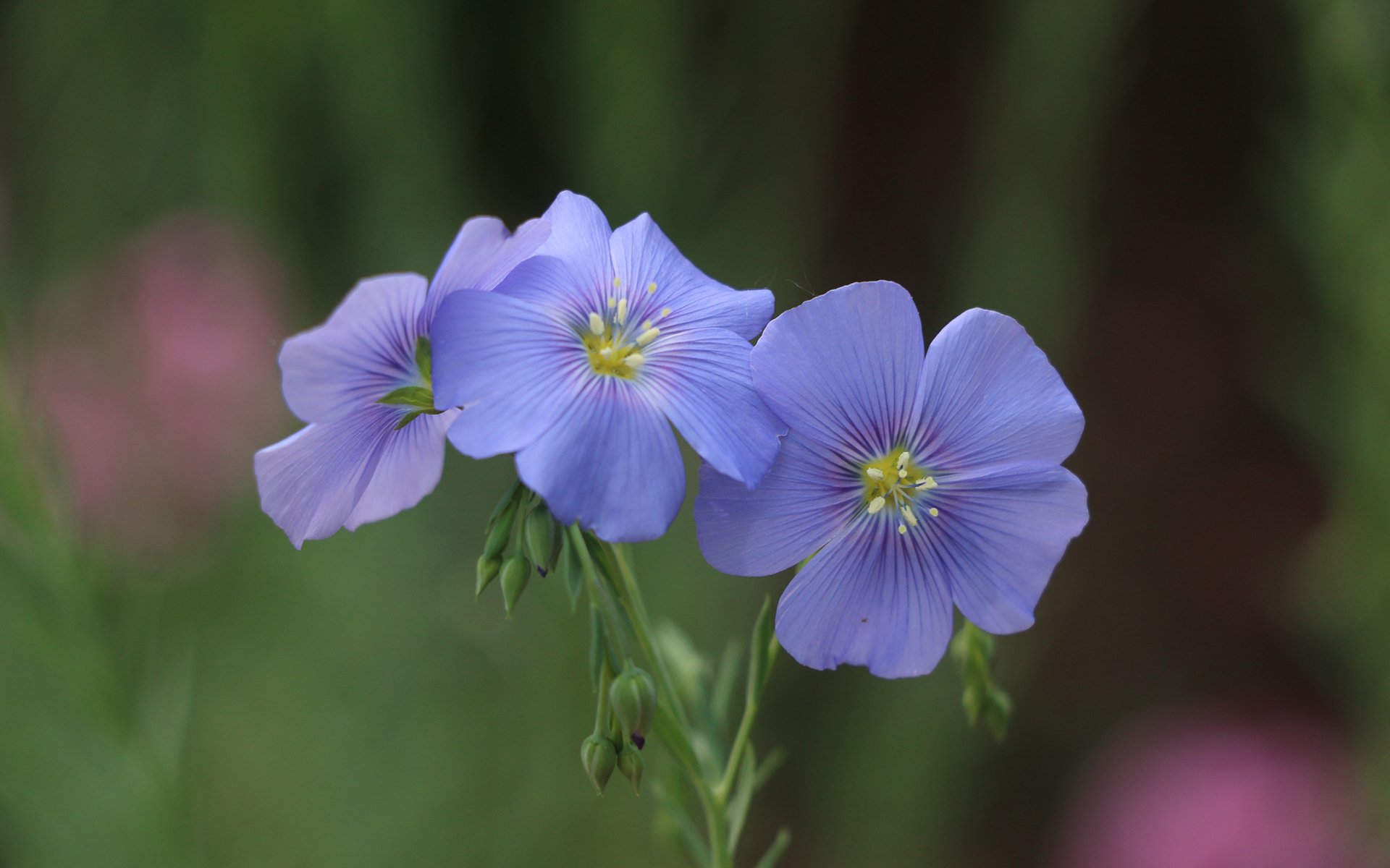小清新,鸟语花香