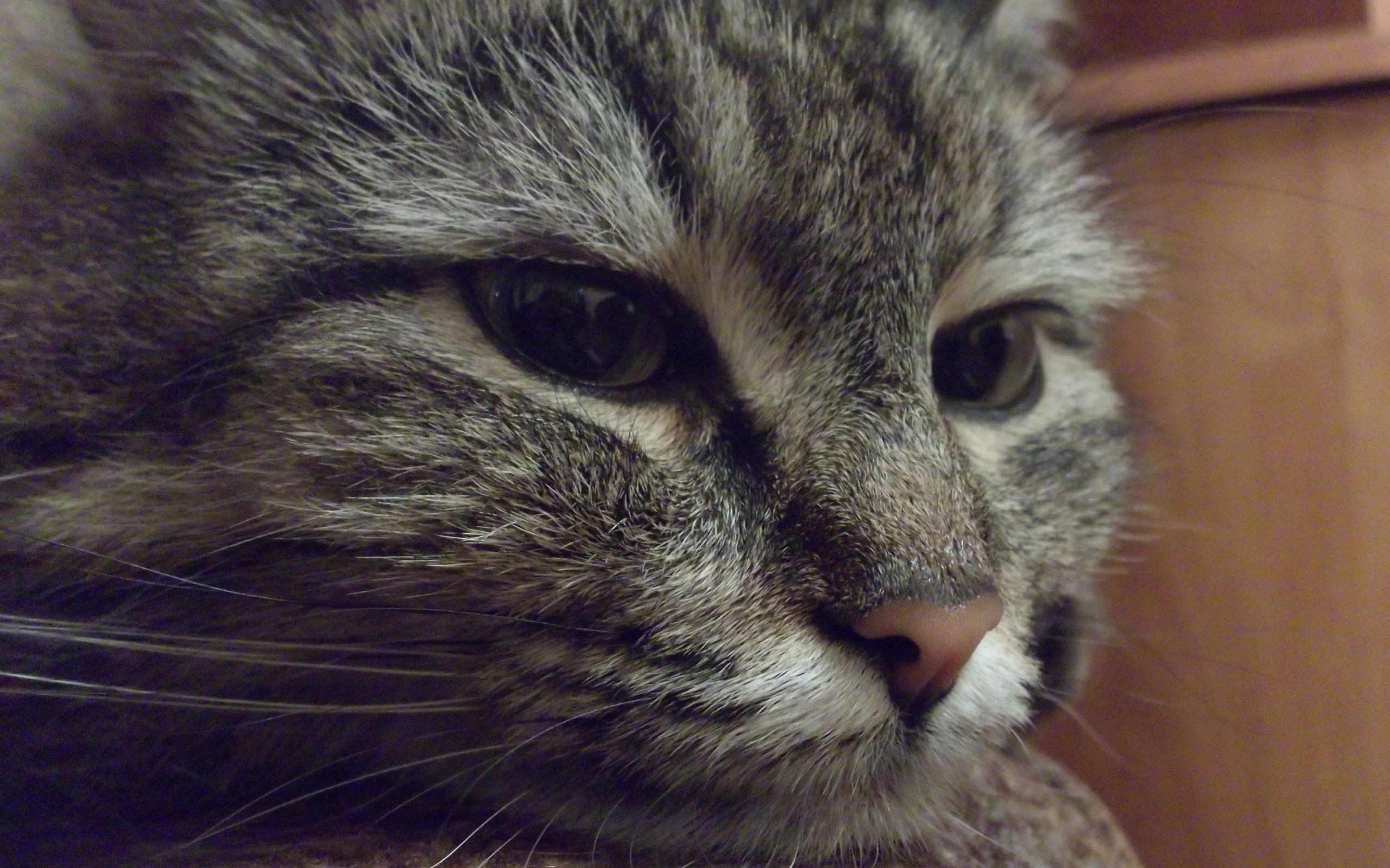 萌宠,动物,喵星人,猫