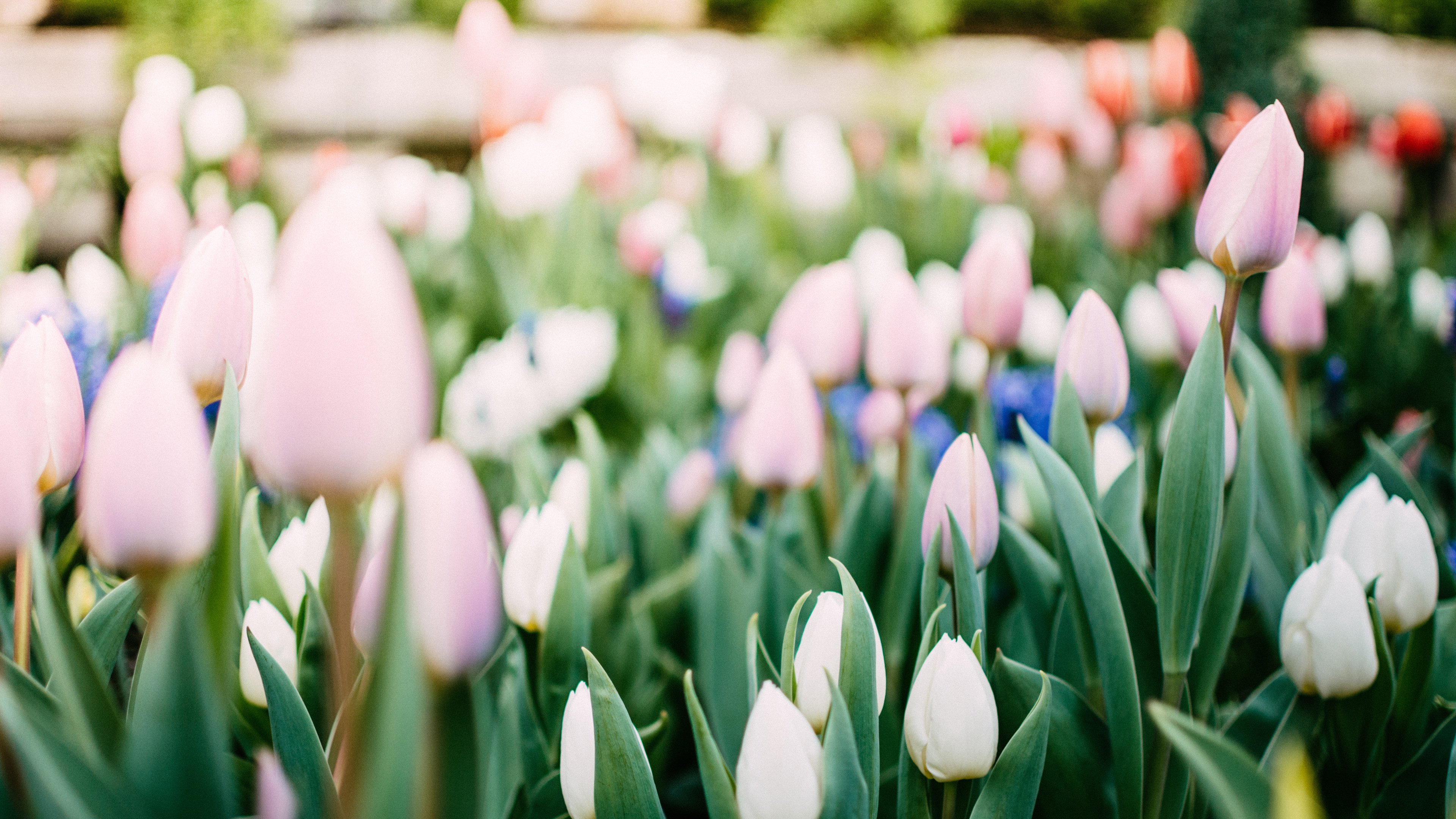 4K,小清新,花朵,郁金香
