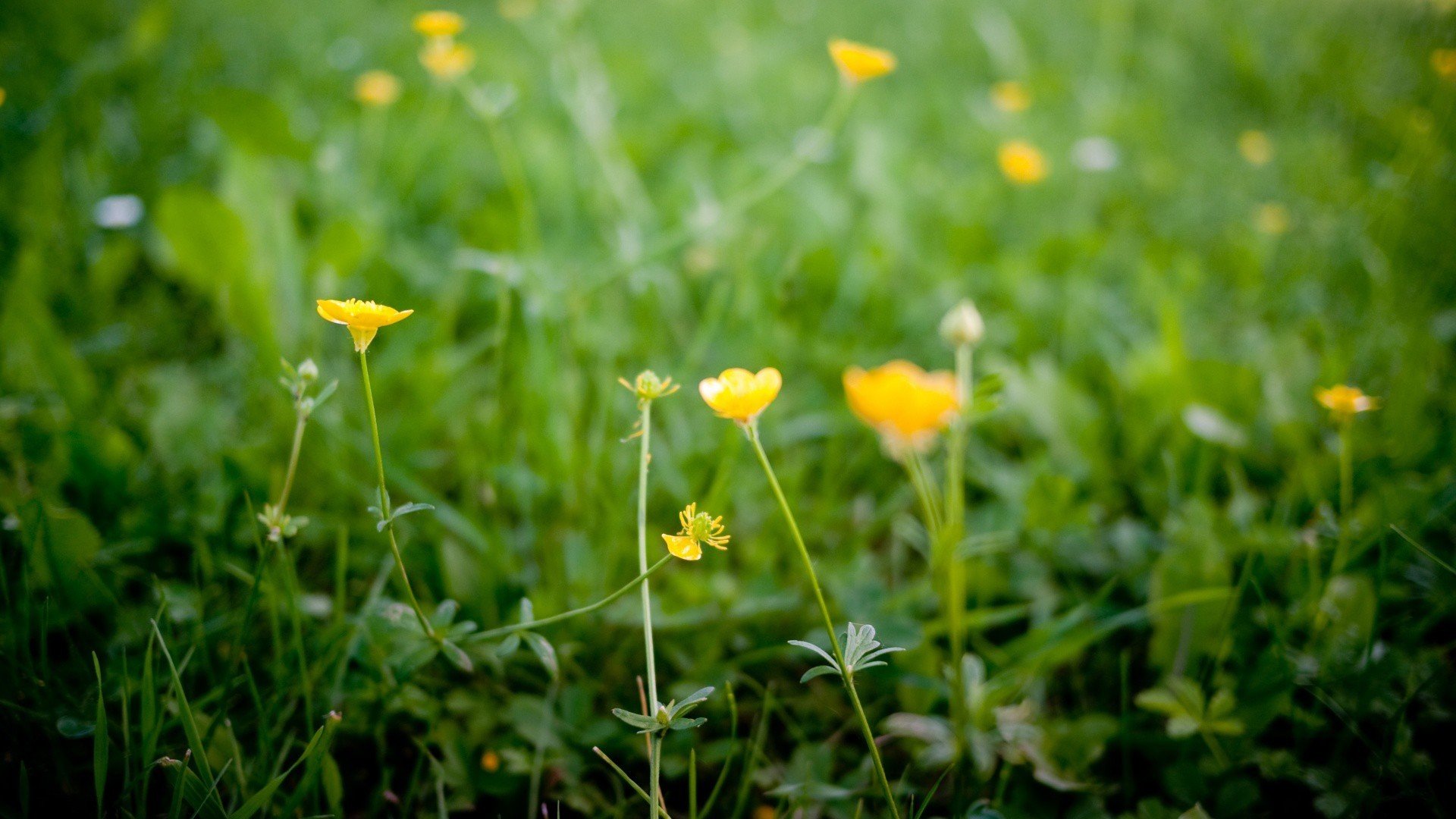小清新,护眼壁纸,草地