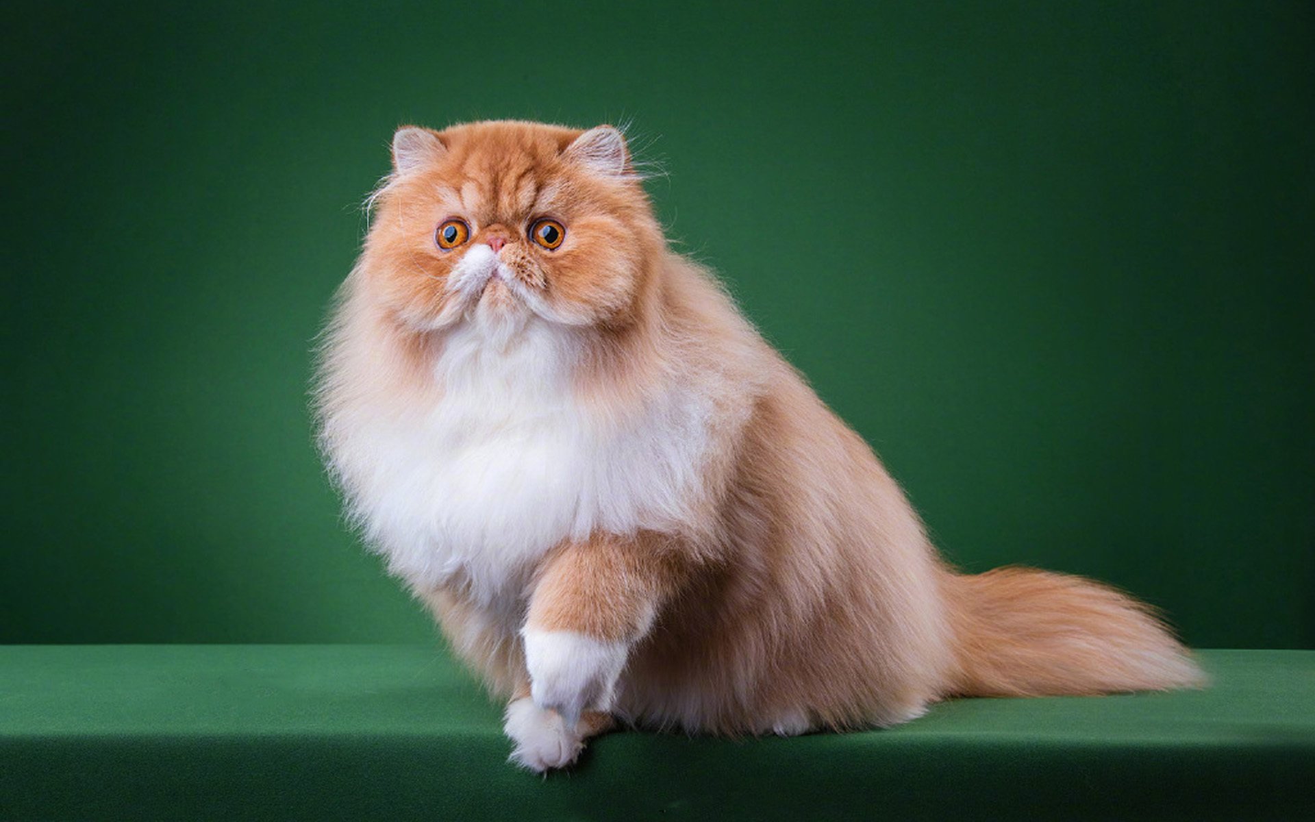 萌宠,动物,喵星人,猫