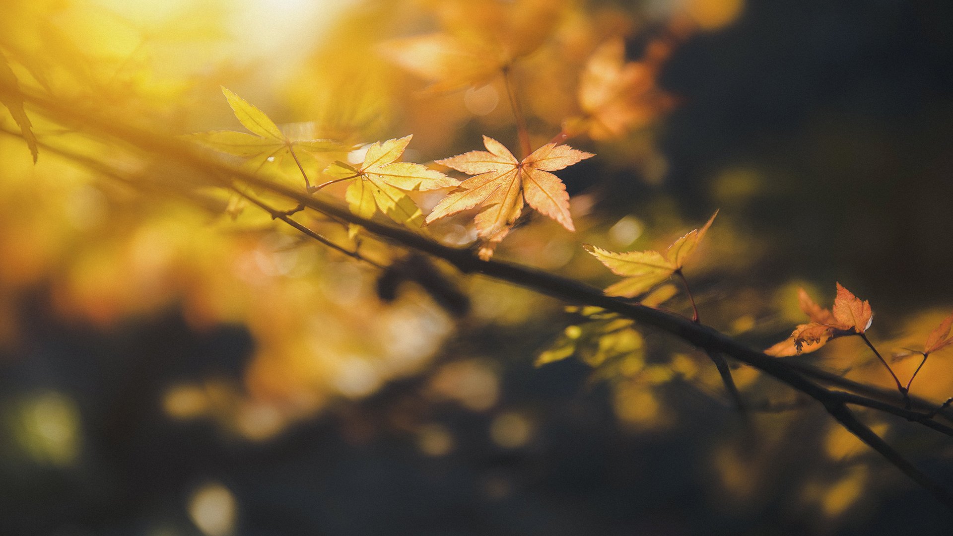 小清新,舒缓压力,枫叶