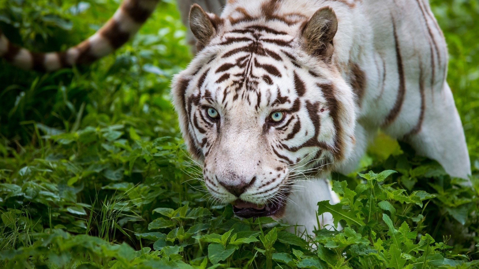野生动物,老虎,白虎
