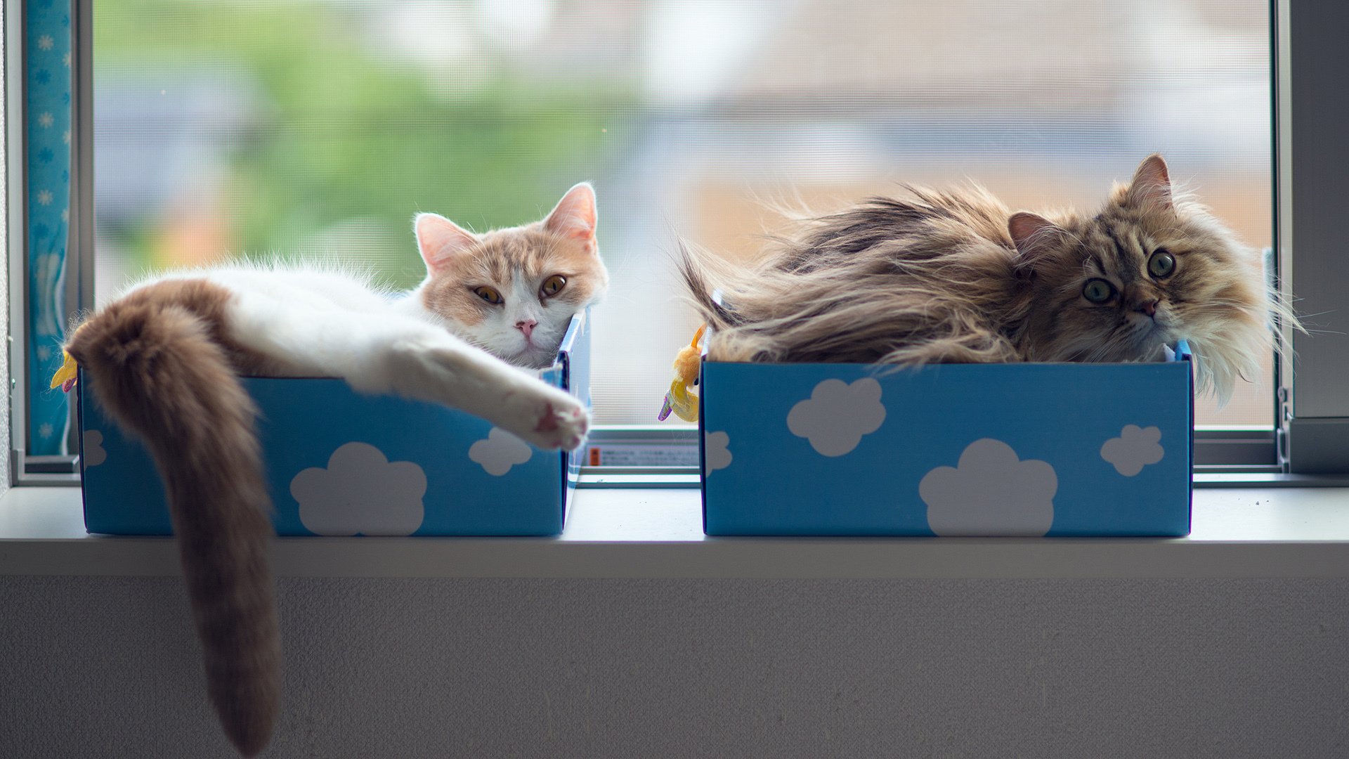 萌宠,动物,喵星人,猫