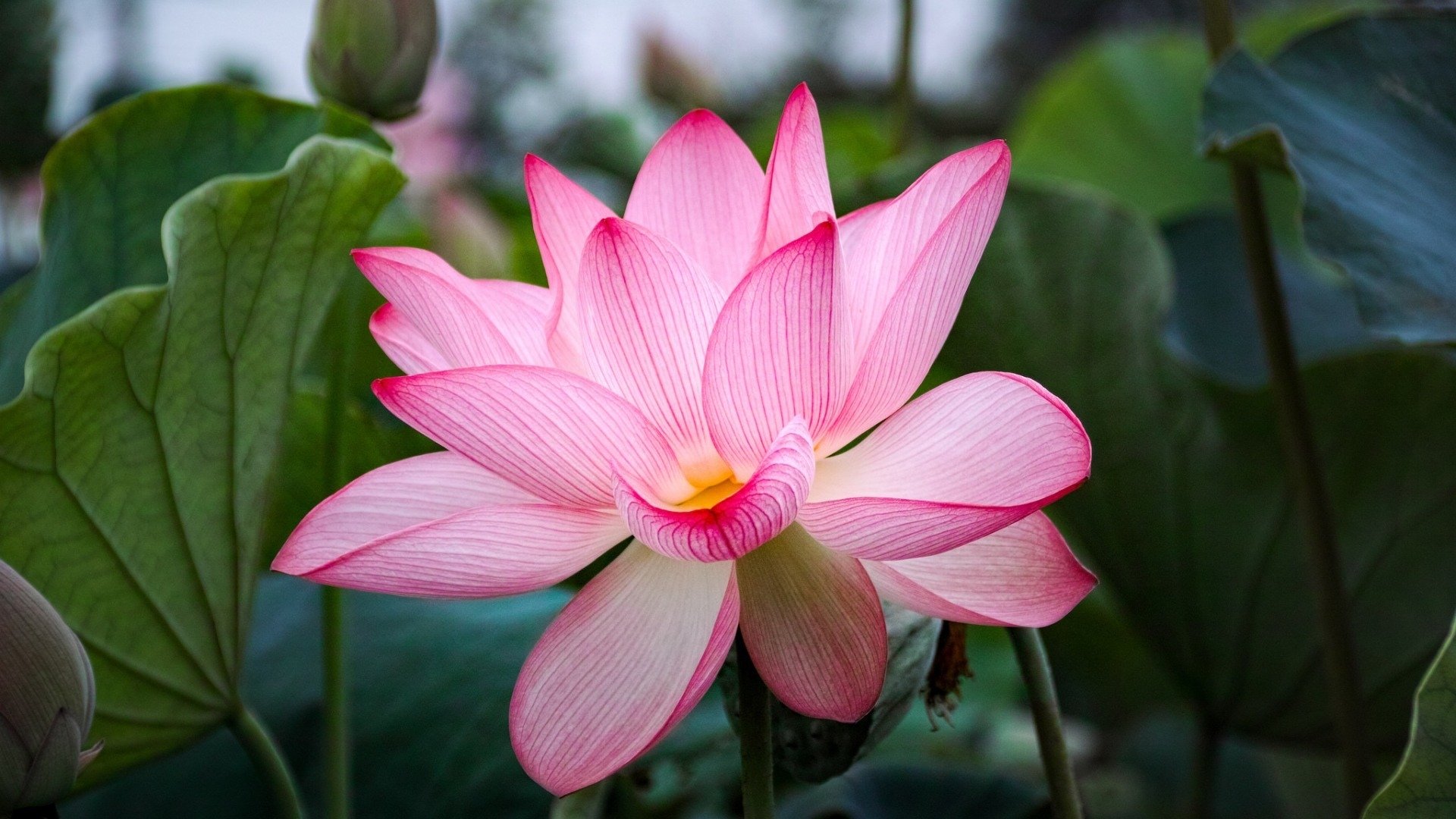 小清新,清新淡雅,荷花