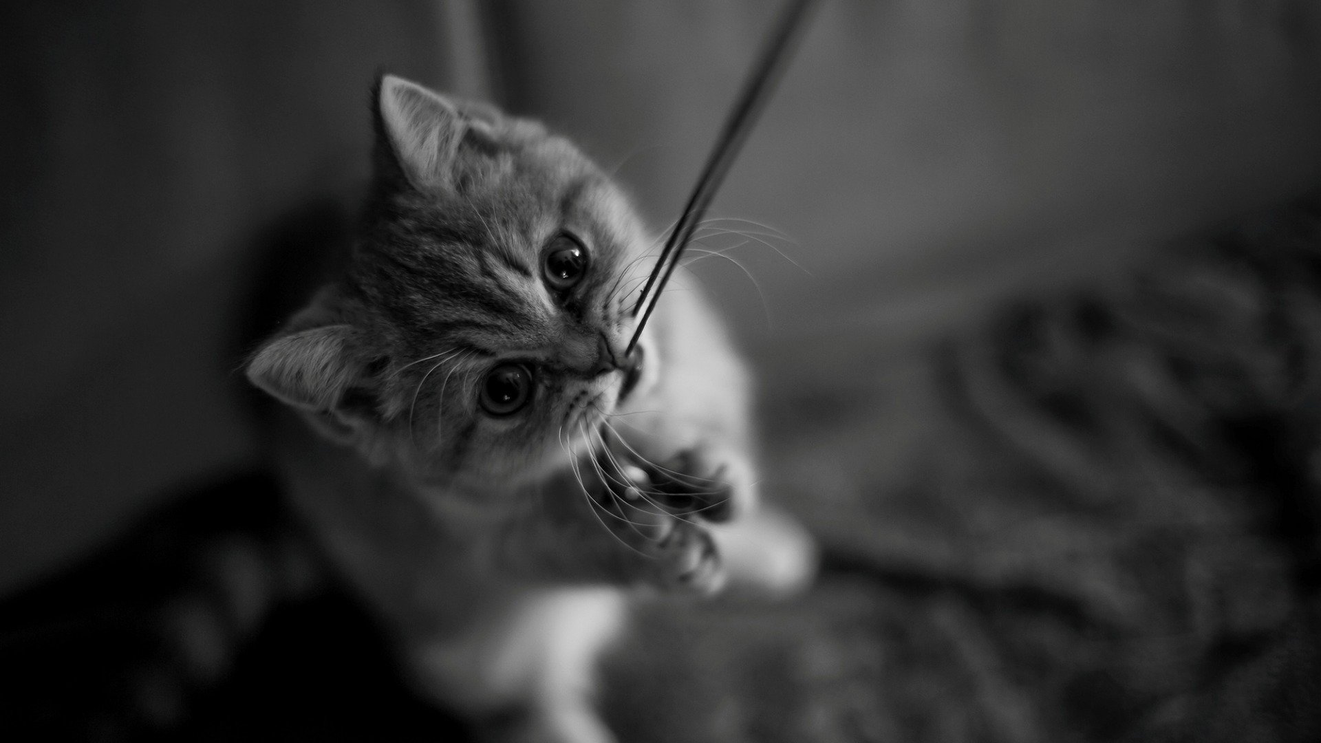 萌宠,动物,喵星人,猫