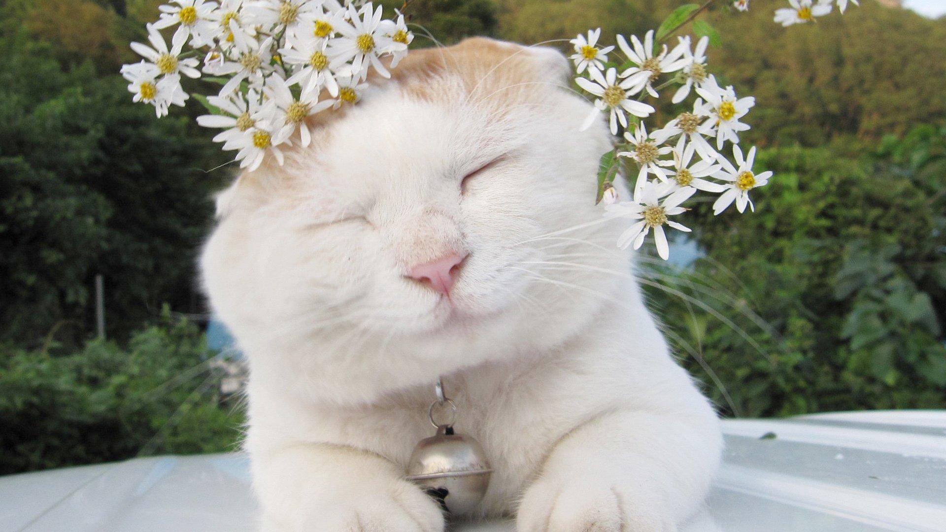 靓靓的小喵,喵星人,舔屏