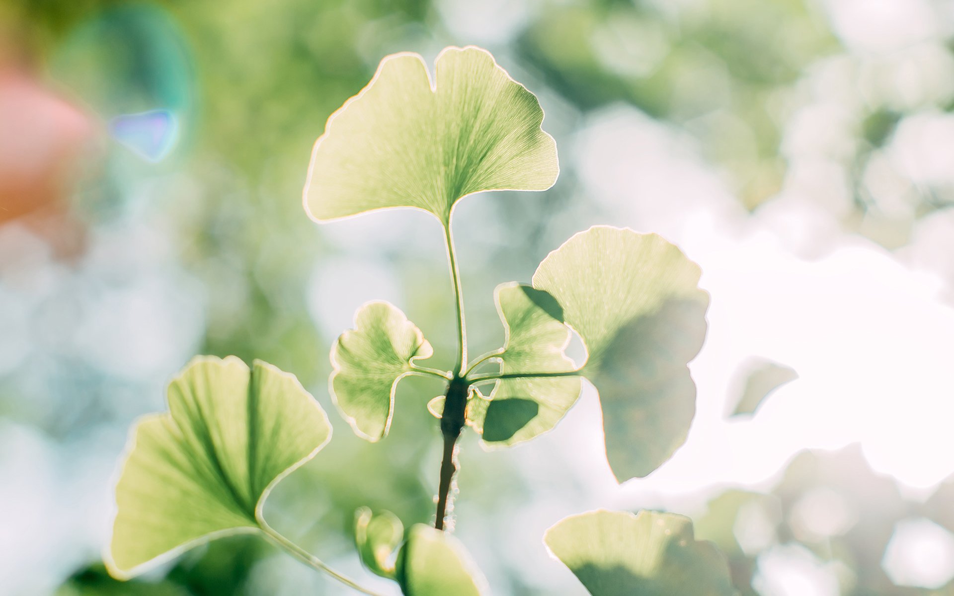 护眼壁纸,绿叶,护眼